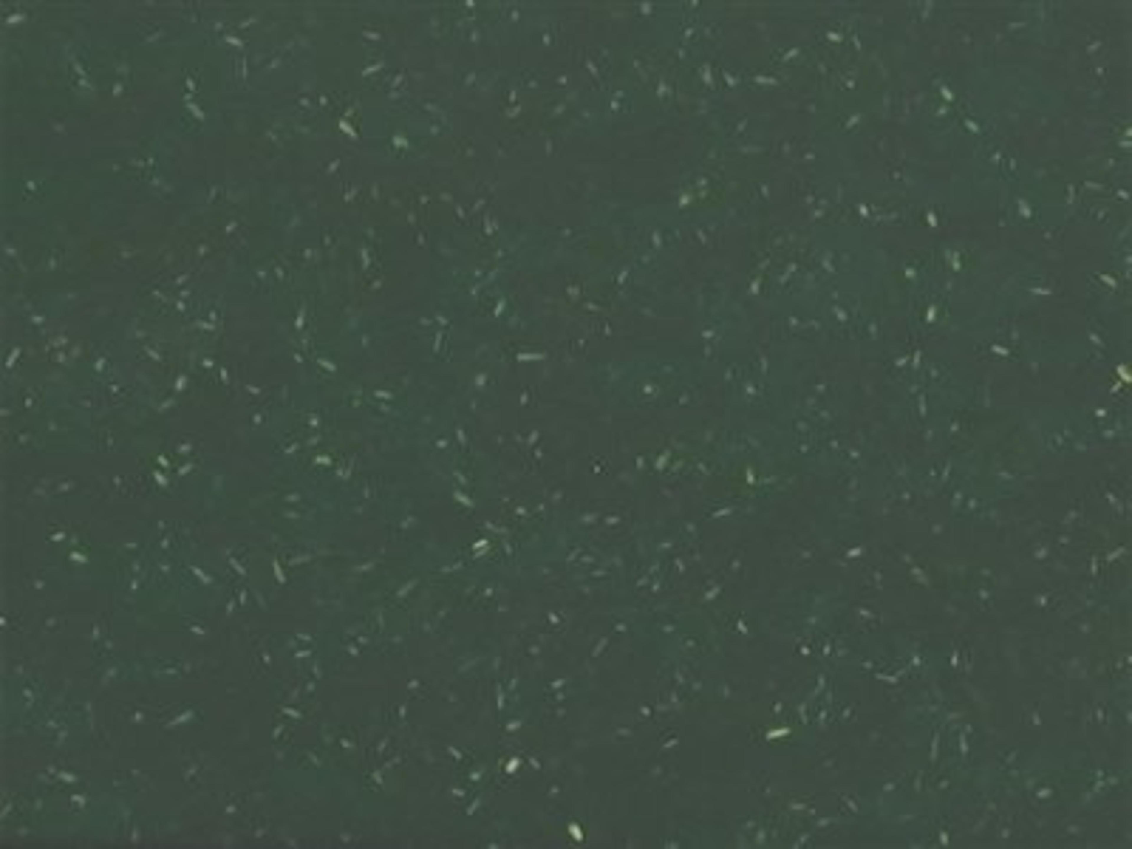 Finish: Green - 100% Reclaimed polypropylene with wood fiber