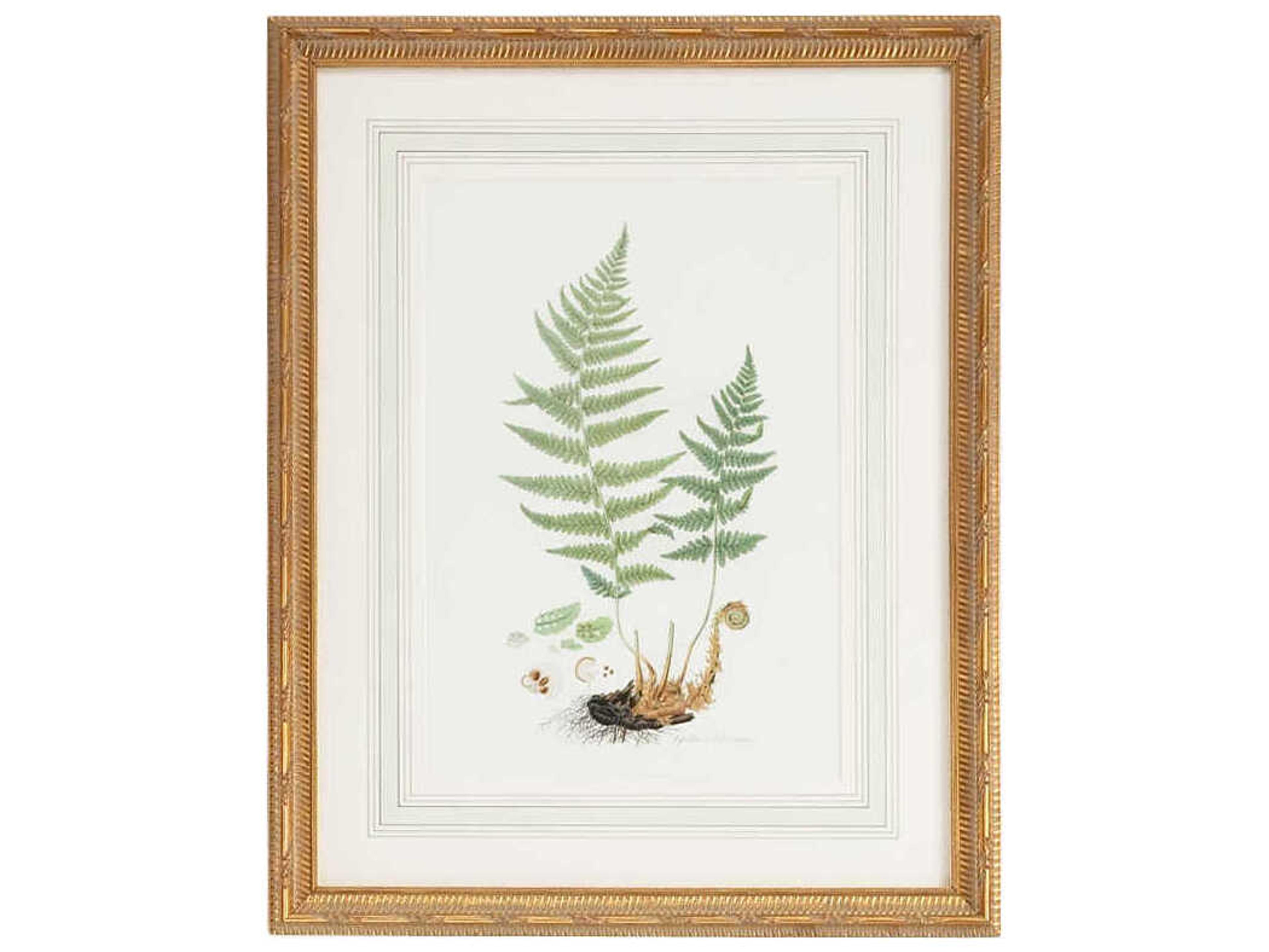 Chelsea House Curtis Ferns-II Wall Art