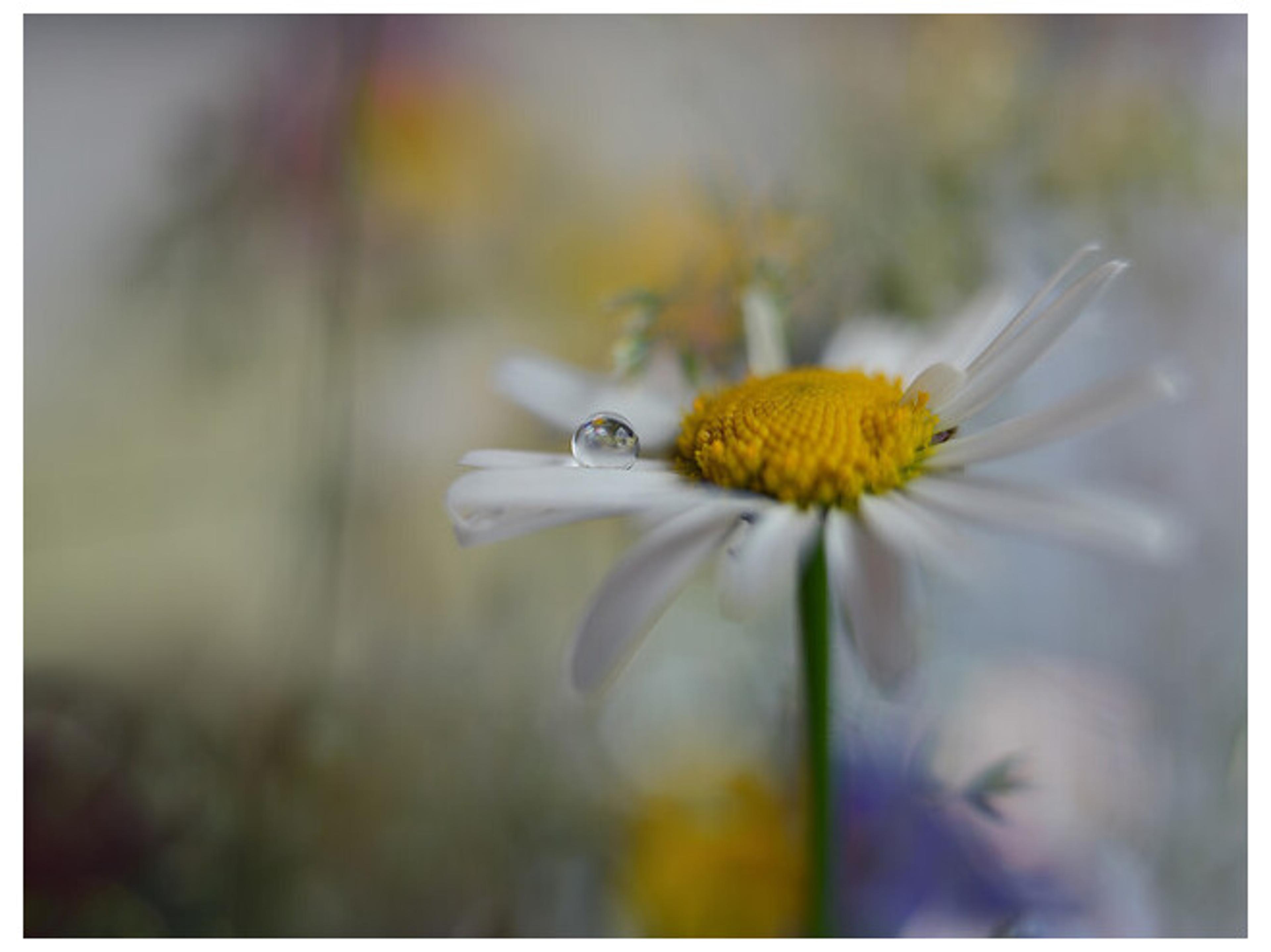 Daleno Daisy Drops I Wall Art