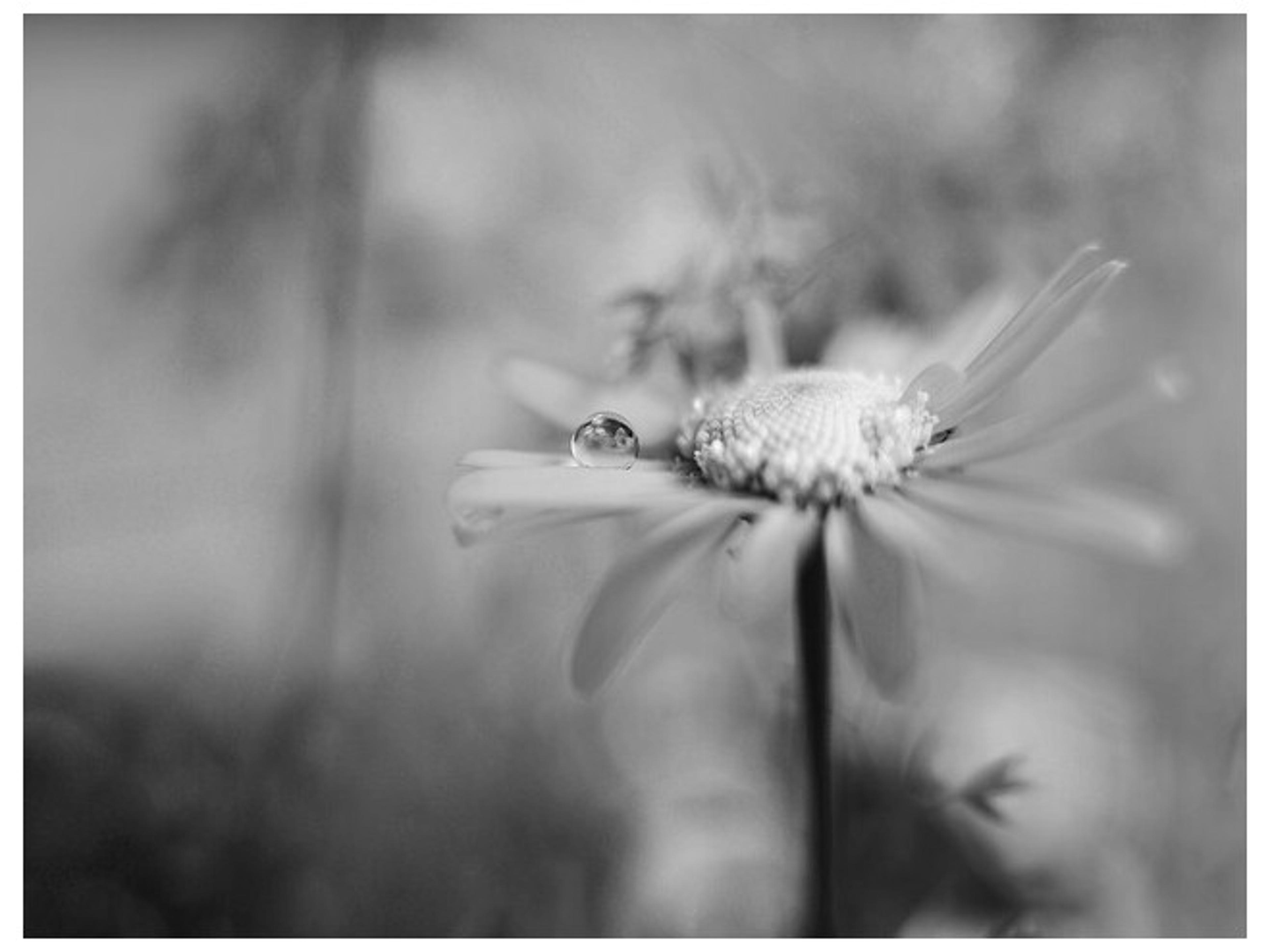 Daleno Daisy Drops II Wall Art