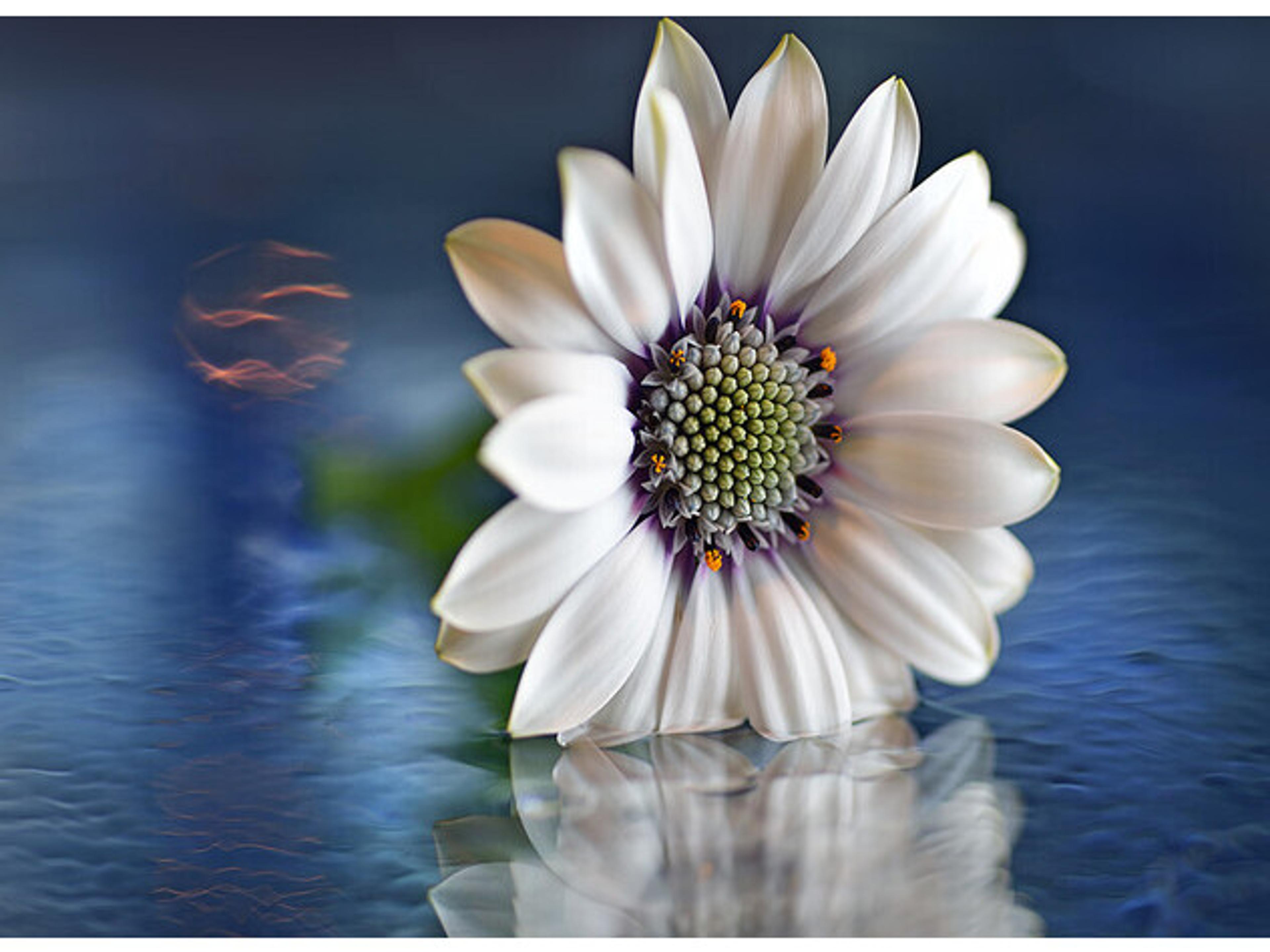 Daleno Pin Cushion I Wall Art