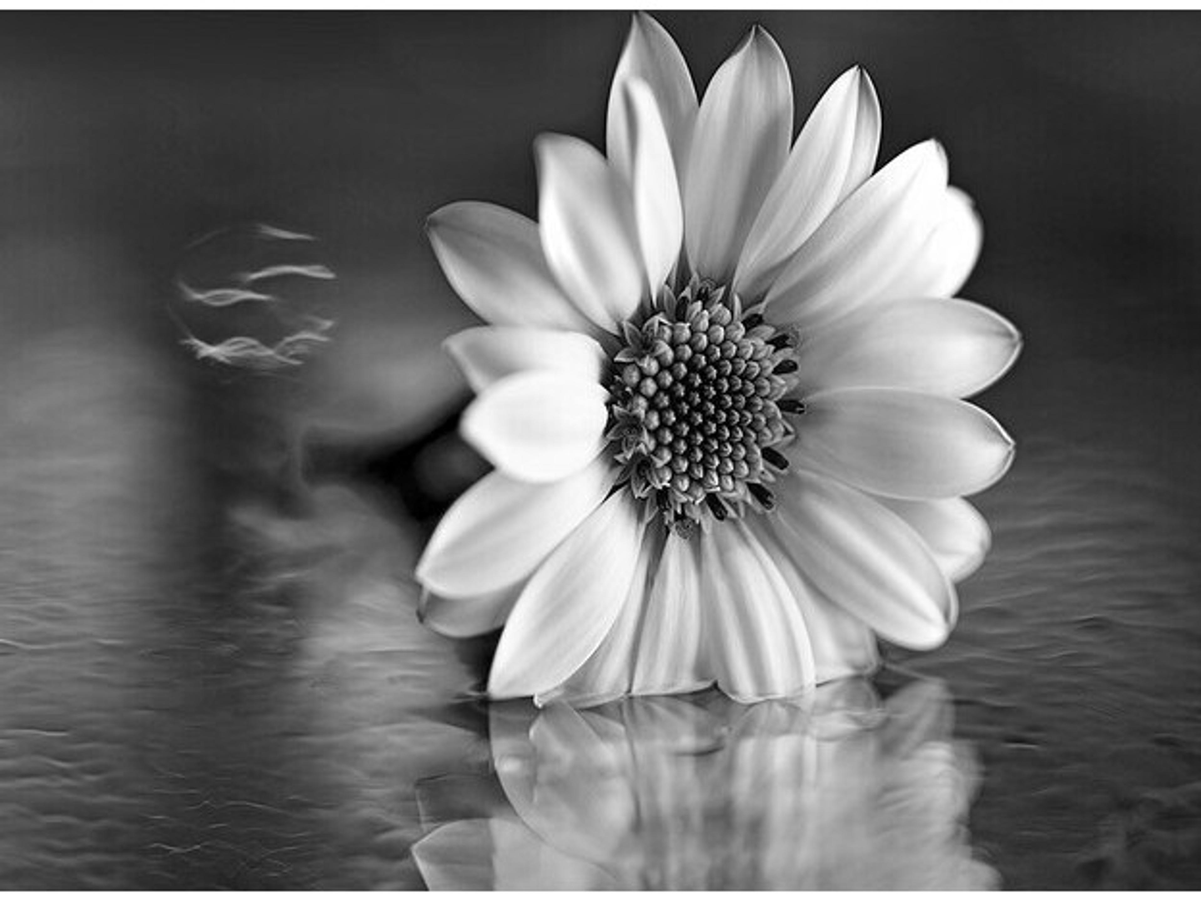 Daleno Pin Cushion II Wall Art