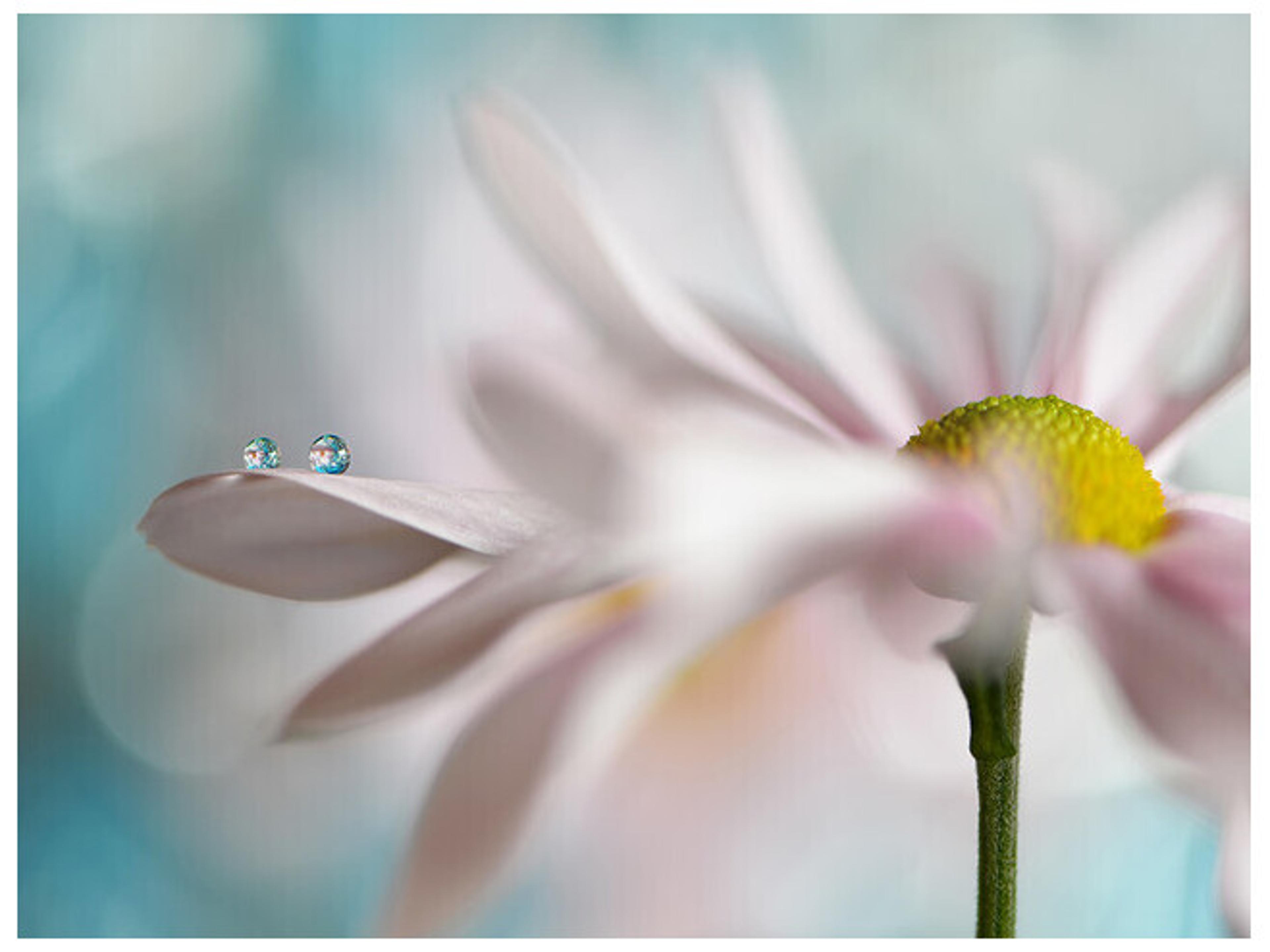 Daleno Pink Daisy Duo I Wall Art