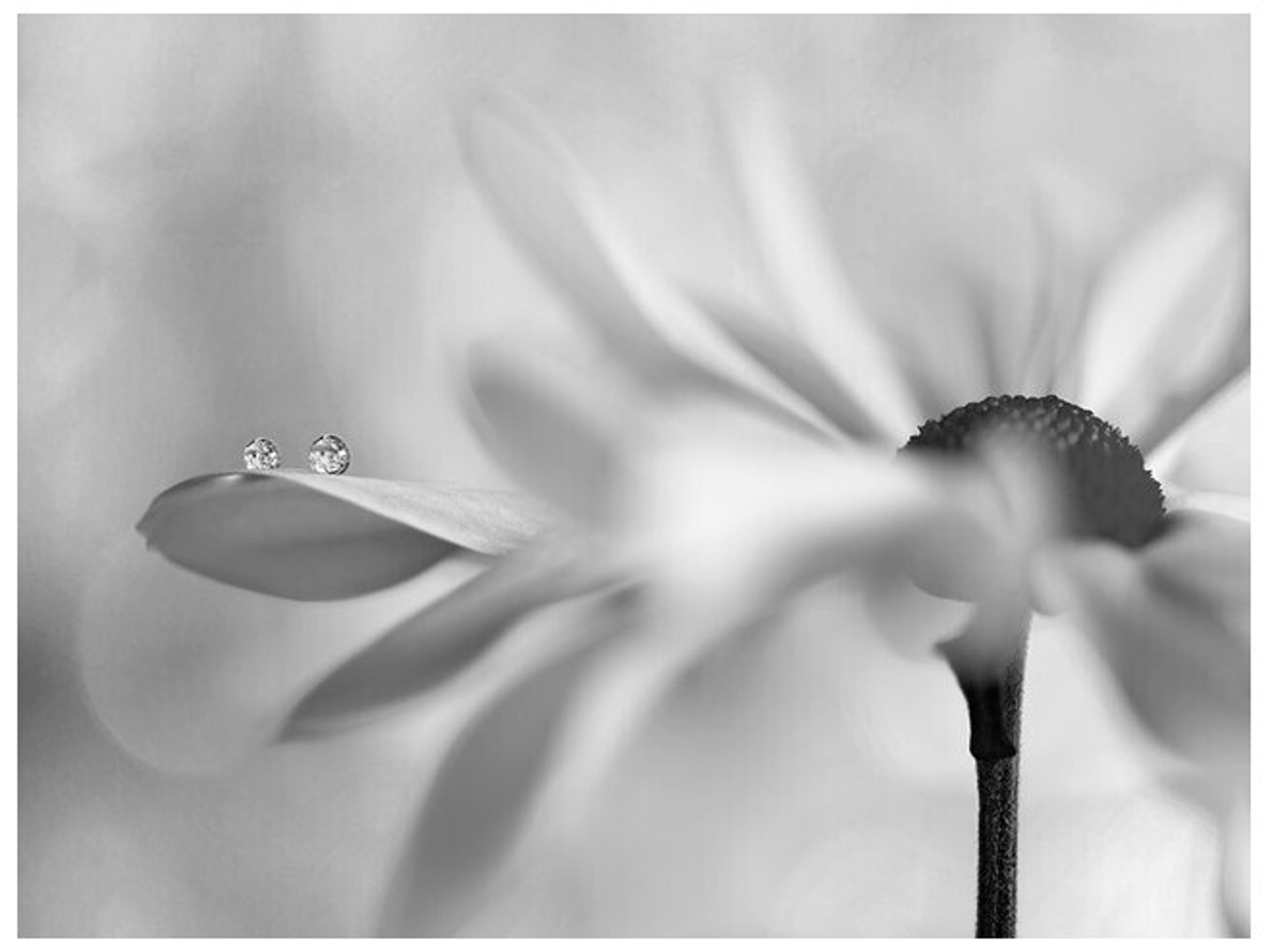 Daleno Pink Daisy Duo II Wall Art