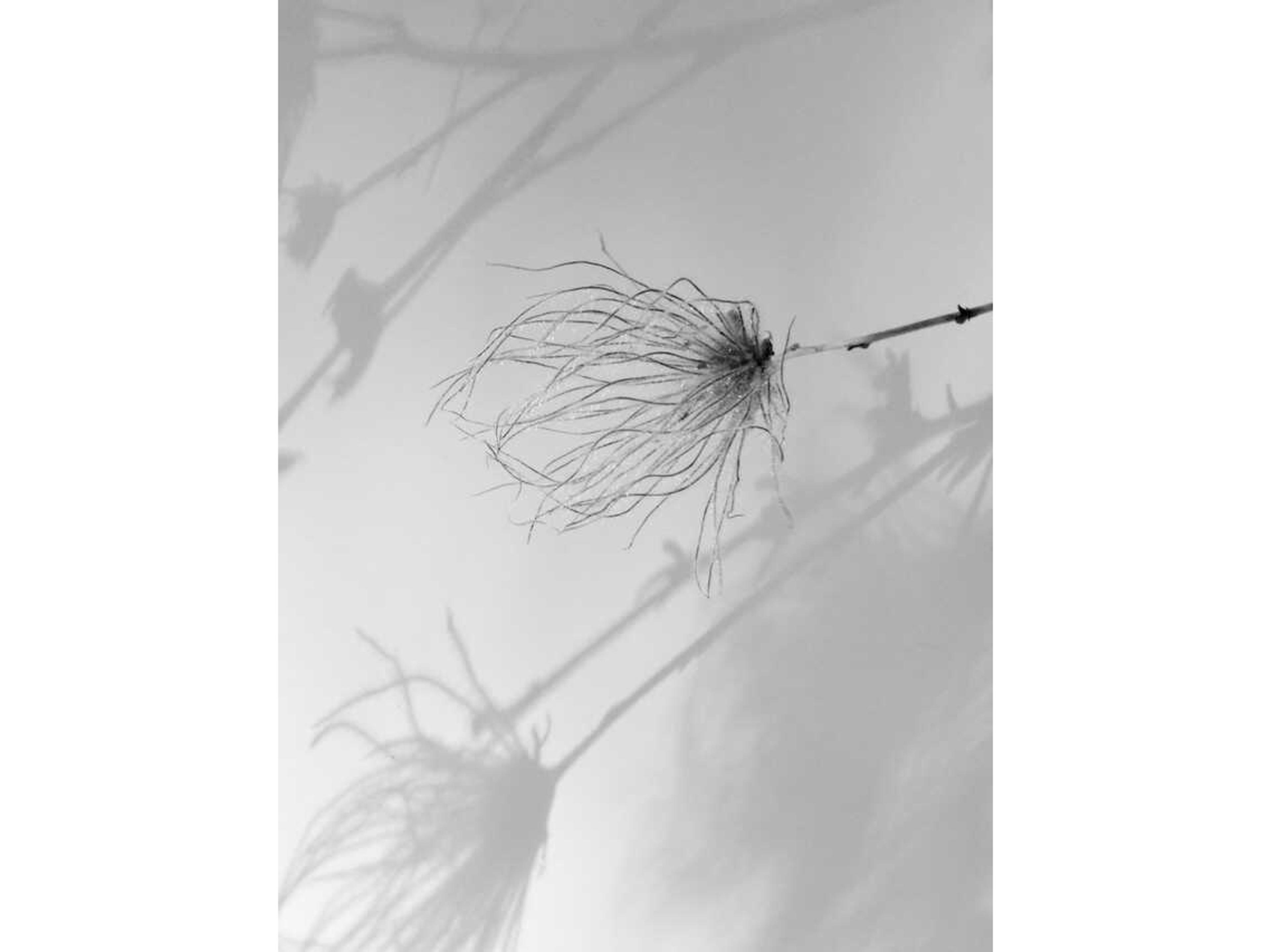 Daleno Transparent Foliage I Wall Art