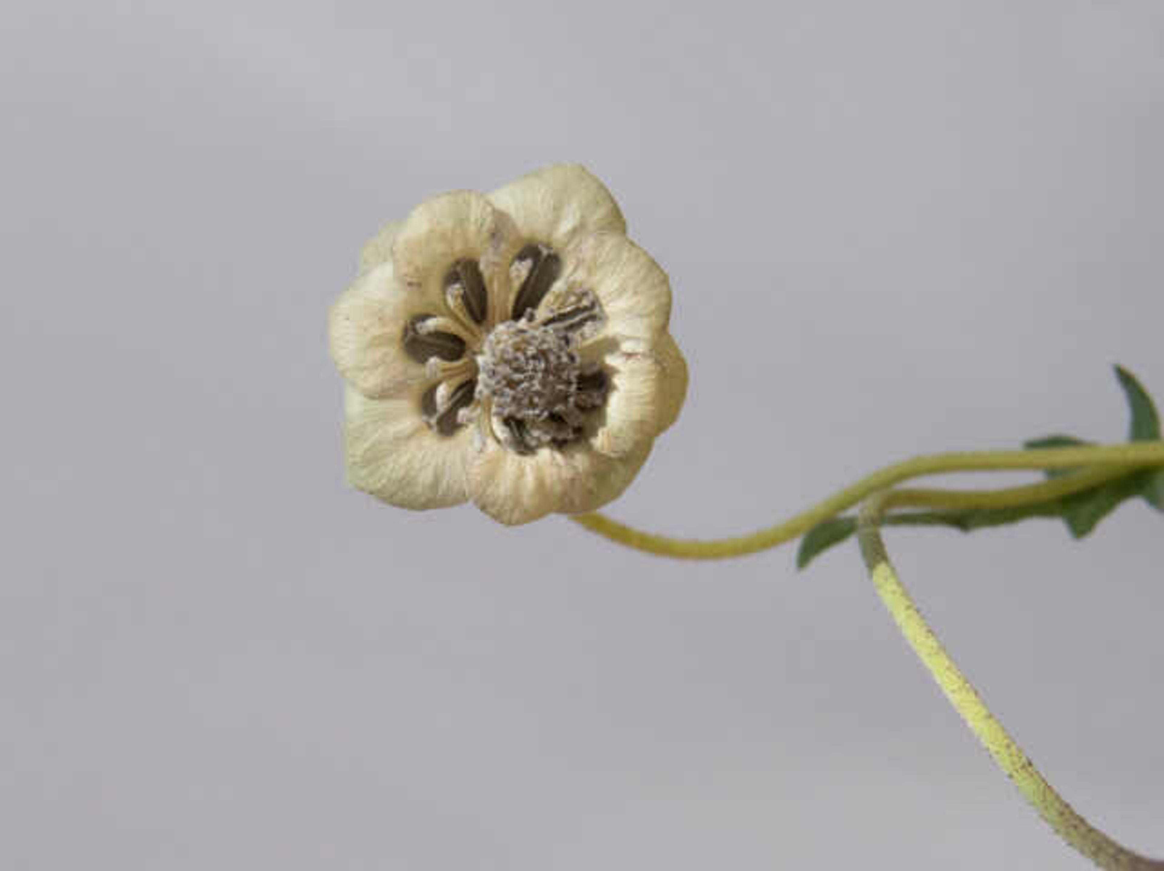 Daleno Transparent Foliage II Wall Art