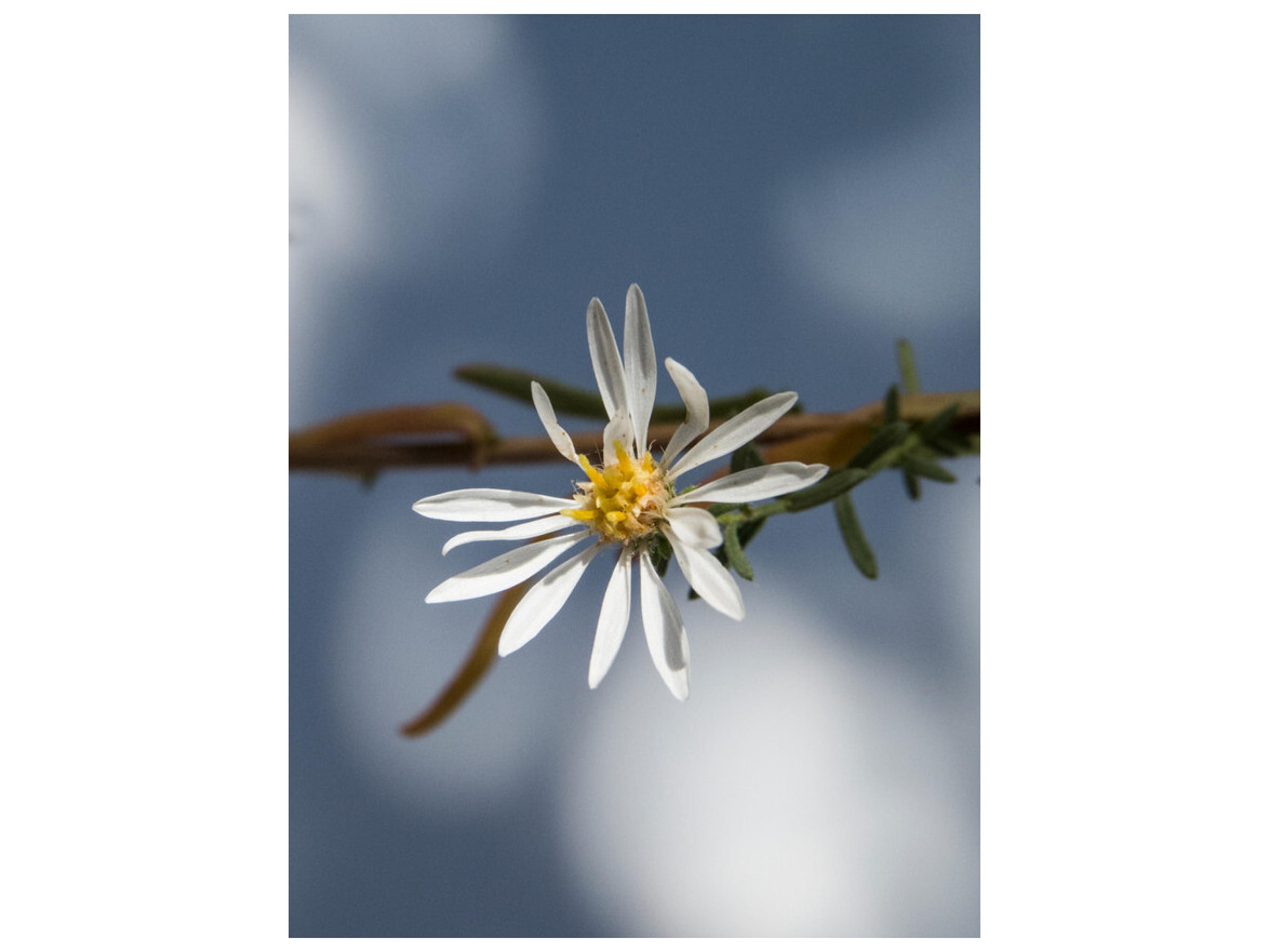 Daleno Transparent Foliage IV Wall Art