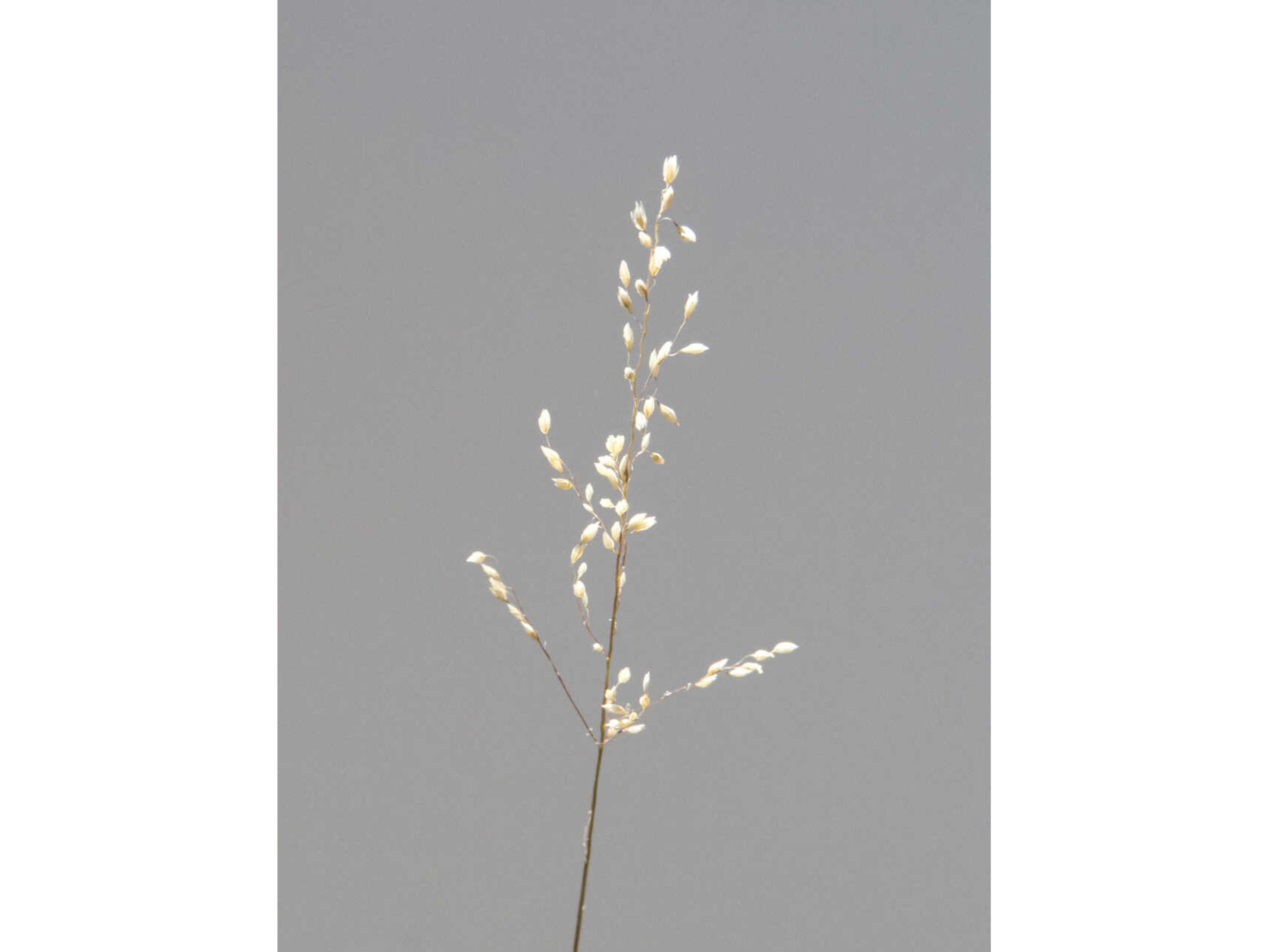 Daleno Poised Petals III Wall Art