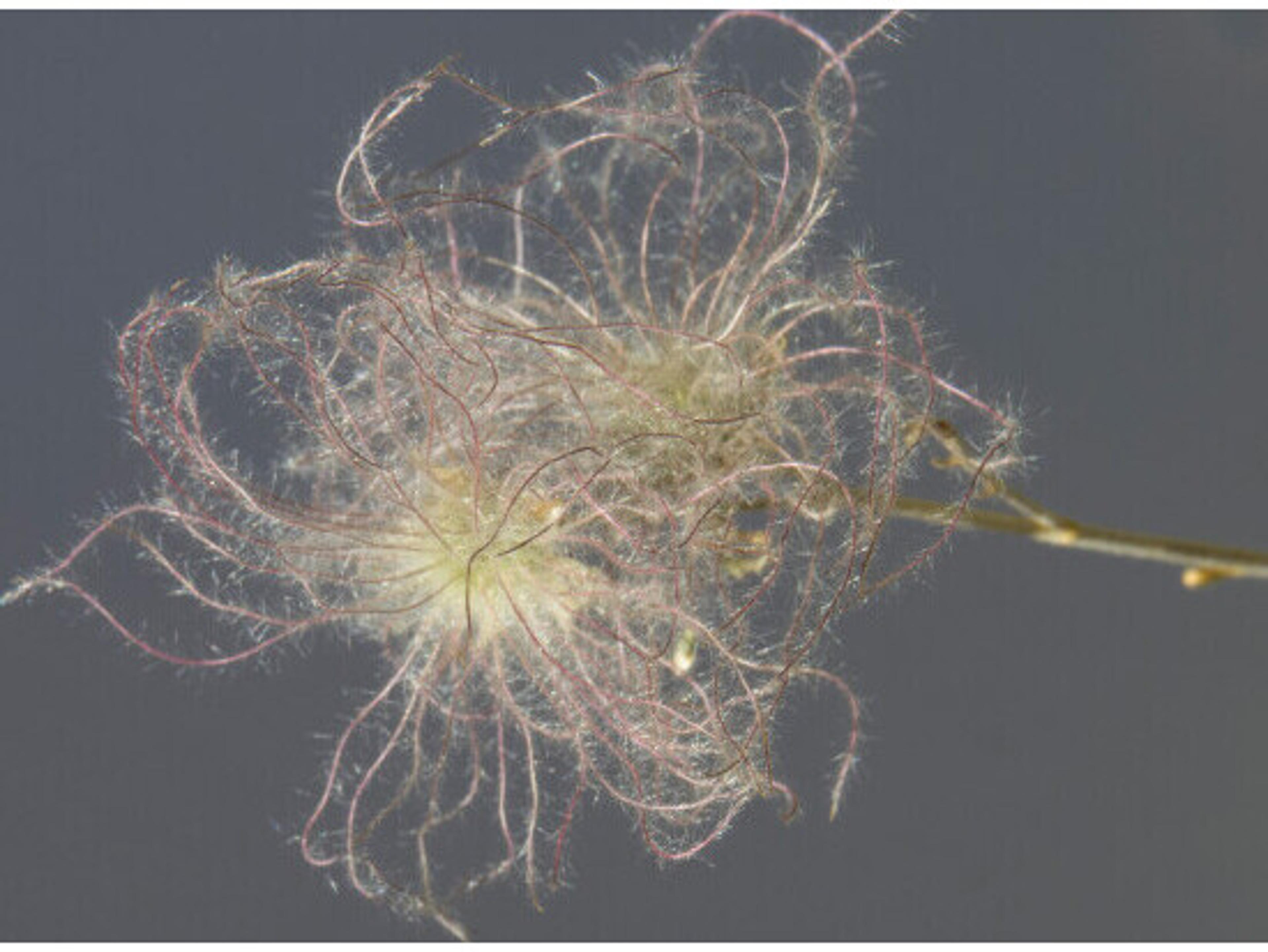 Daleno Poised Petals IV Wall Art