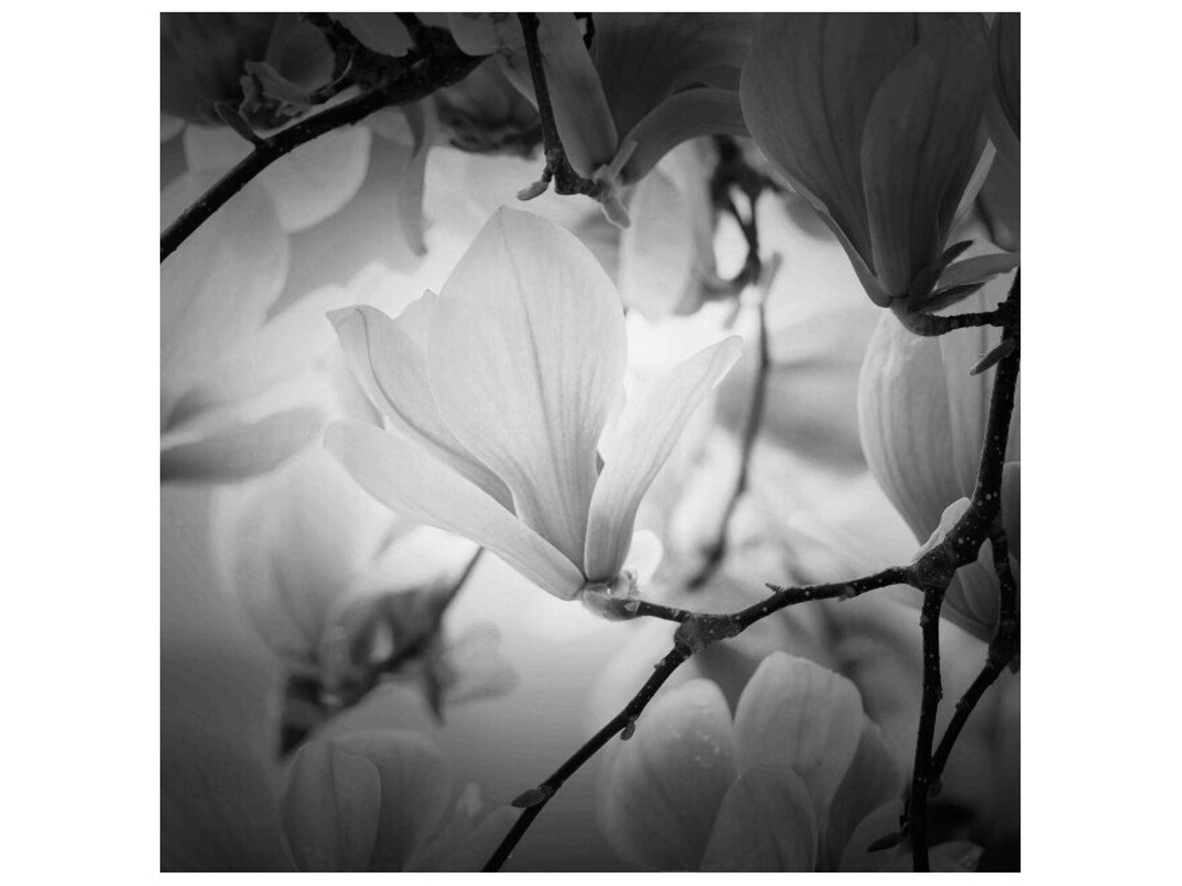 Daleno Still Magnolia Wall Art