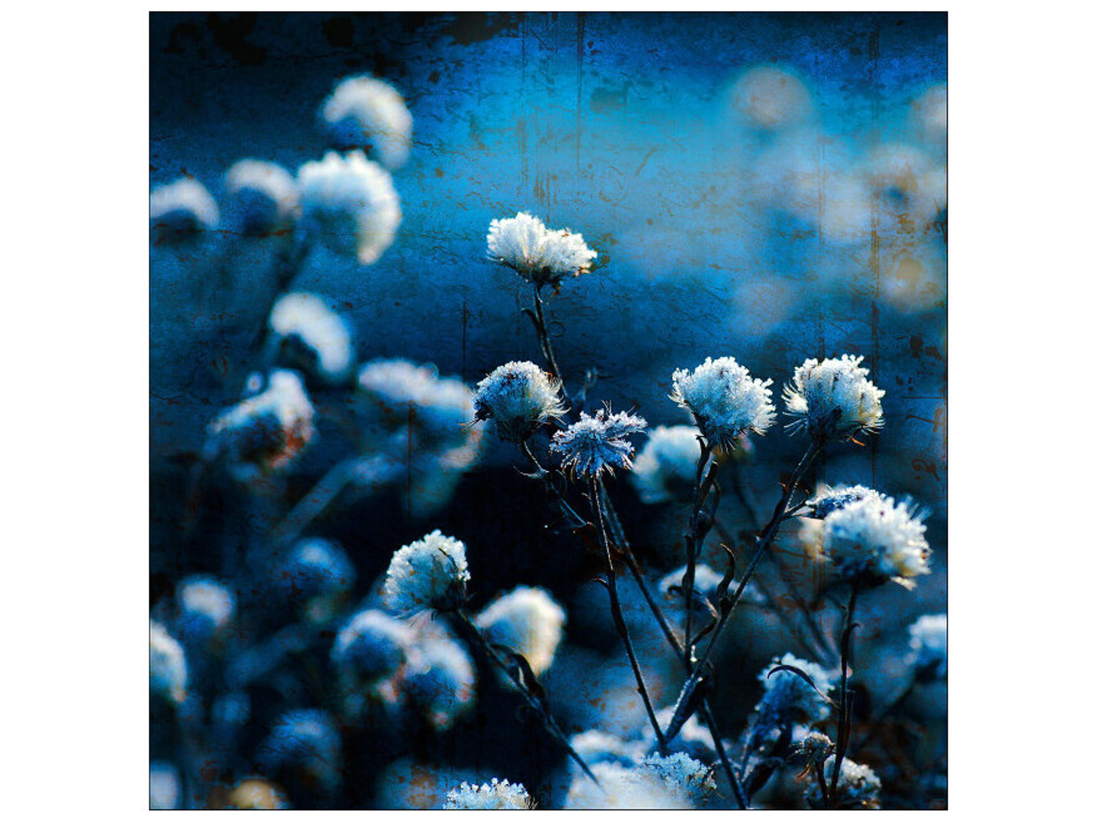 Daleno Toppers Wall Art