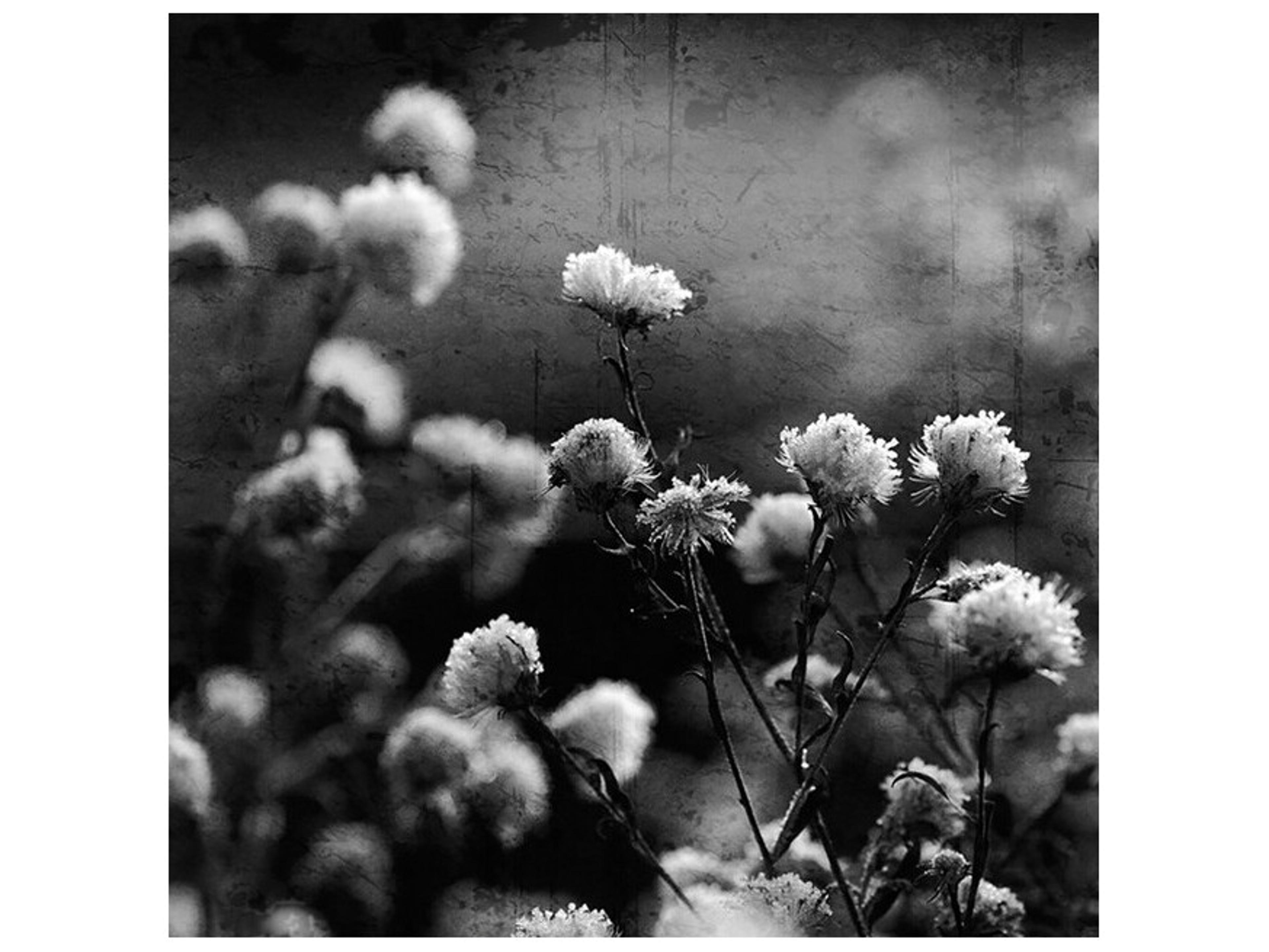 Daleno Garden Fronth Wall Art