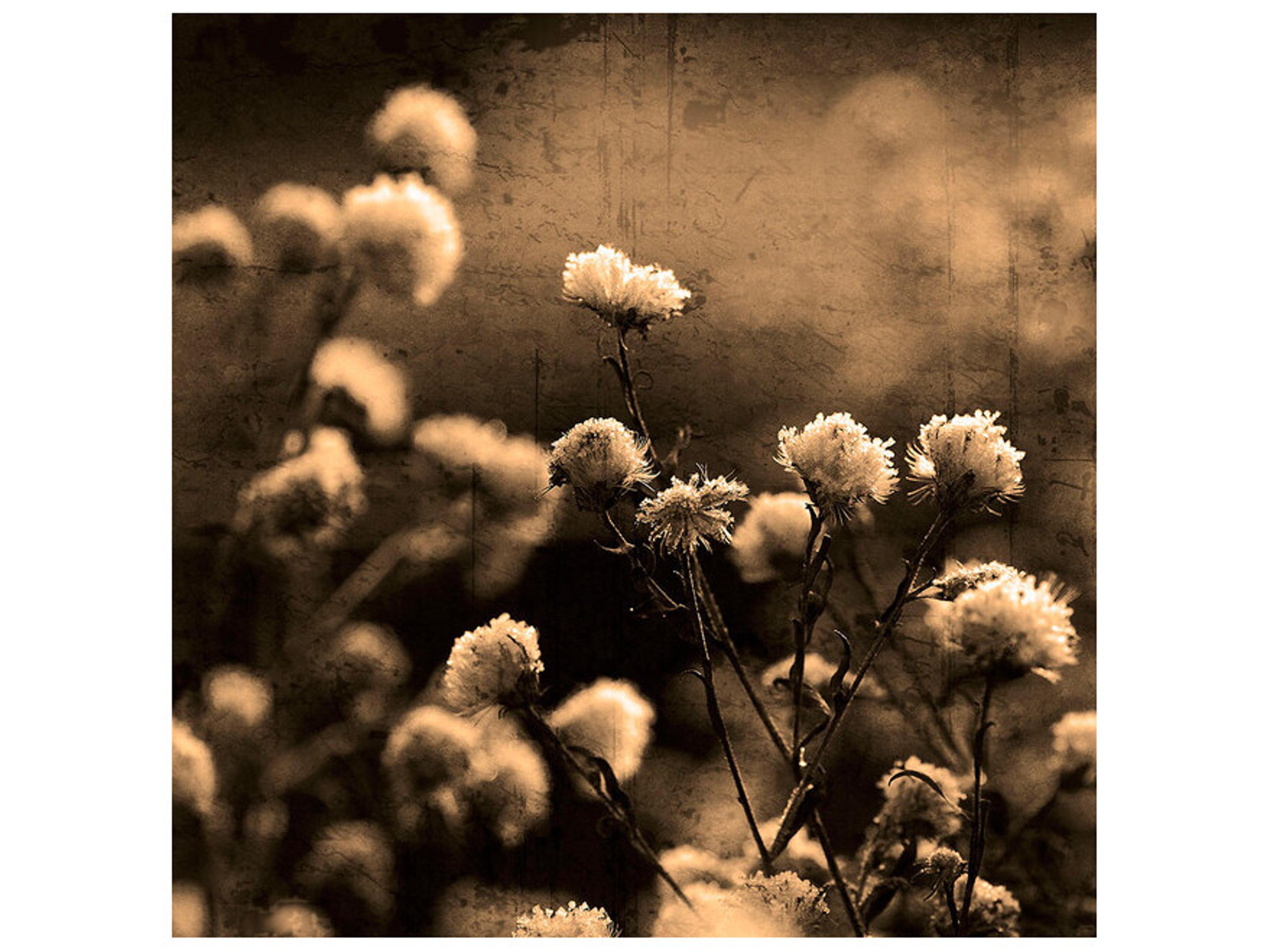 Daleno Warm Gardens Wall Art