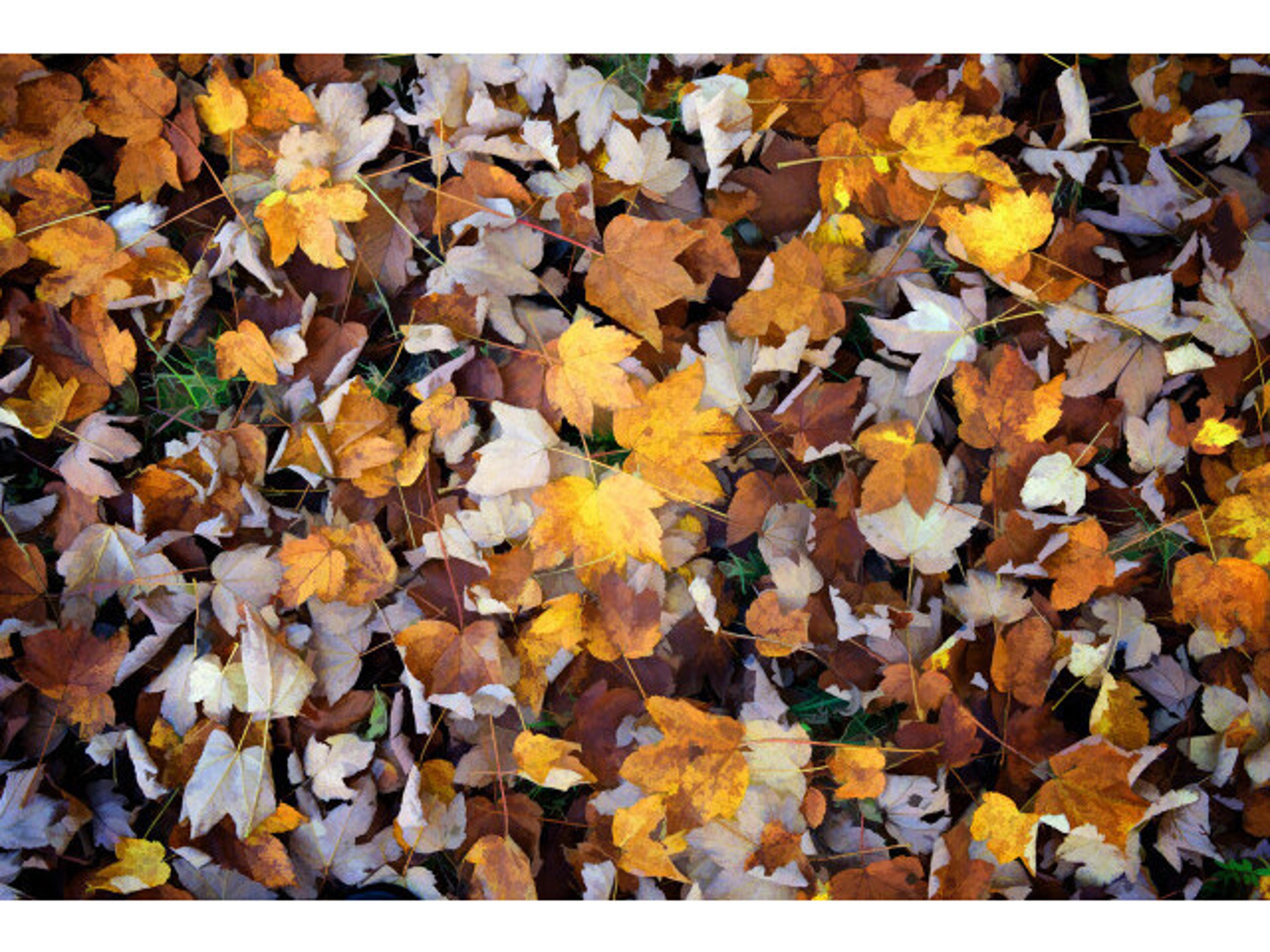 Daleno Crisp and Natural I Wall Art