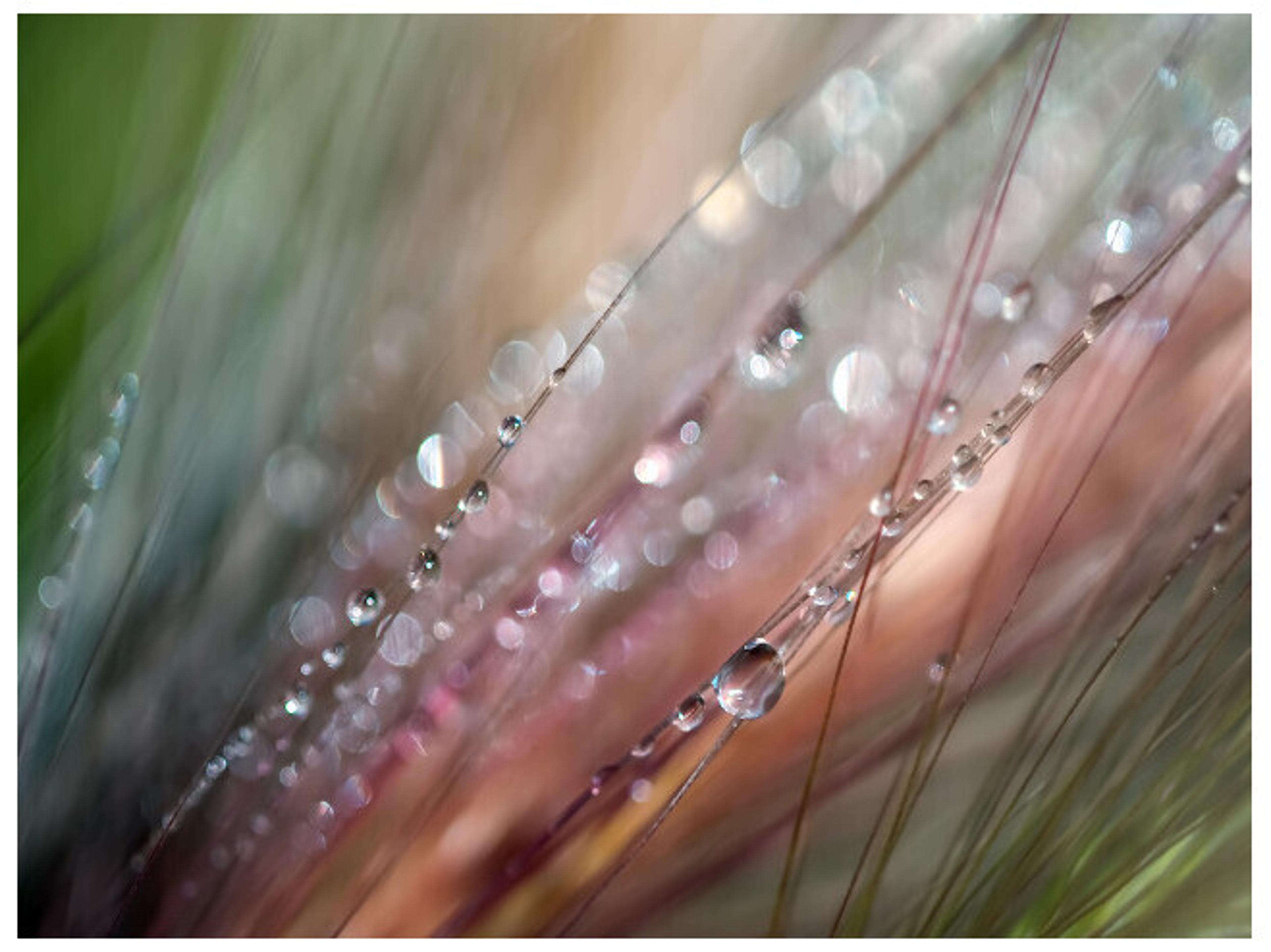 Daleno Glimpse Wall Art