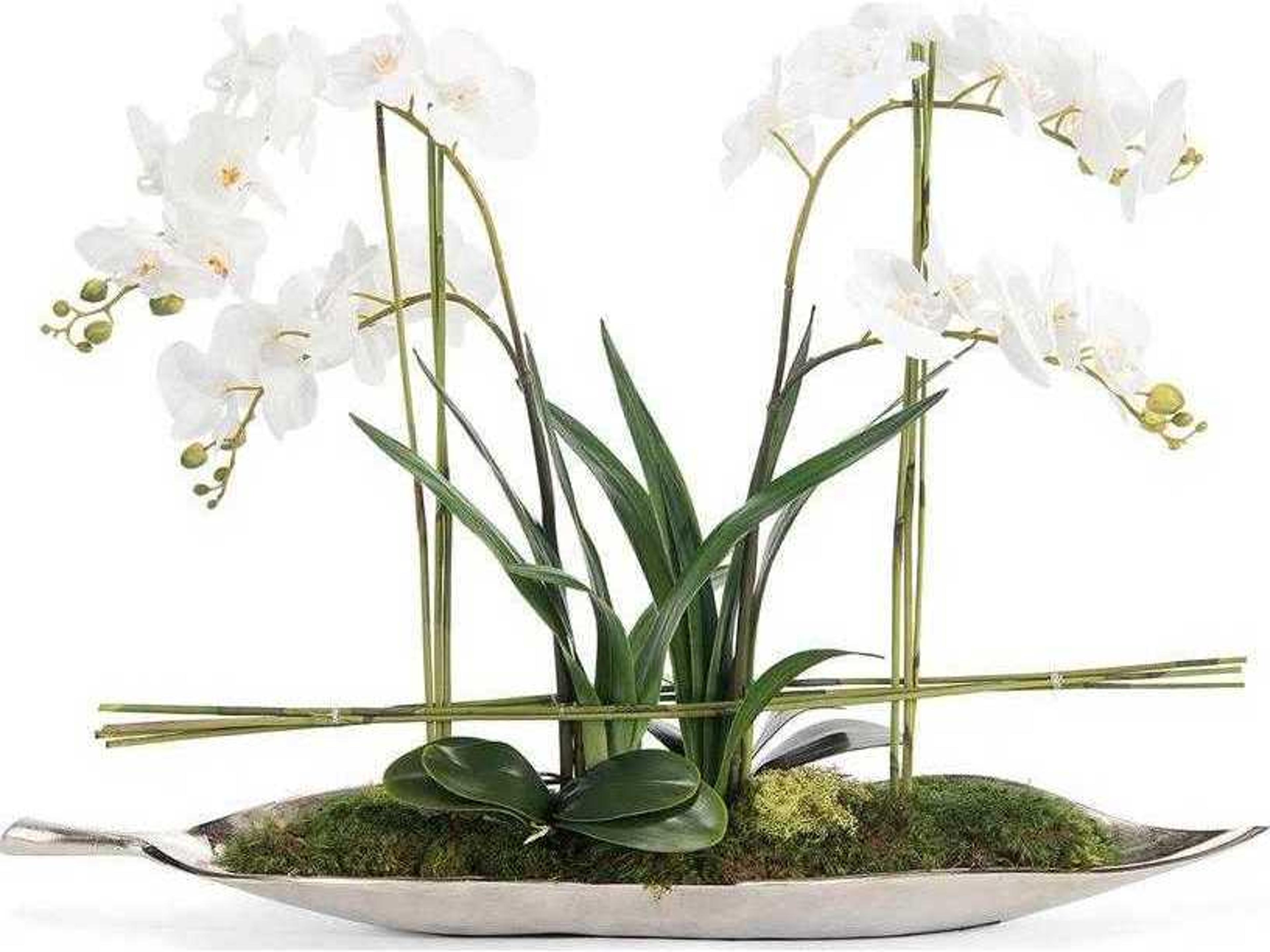 John Richard Silver Leaf Orchids