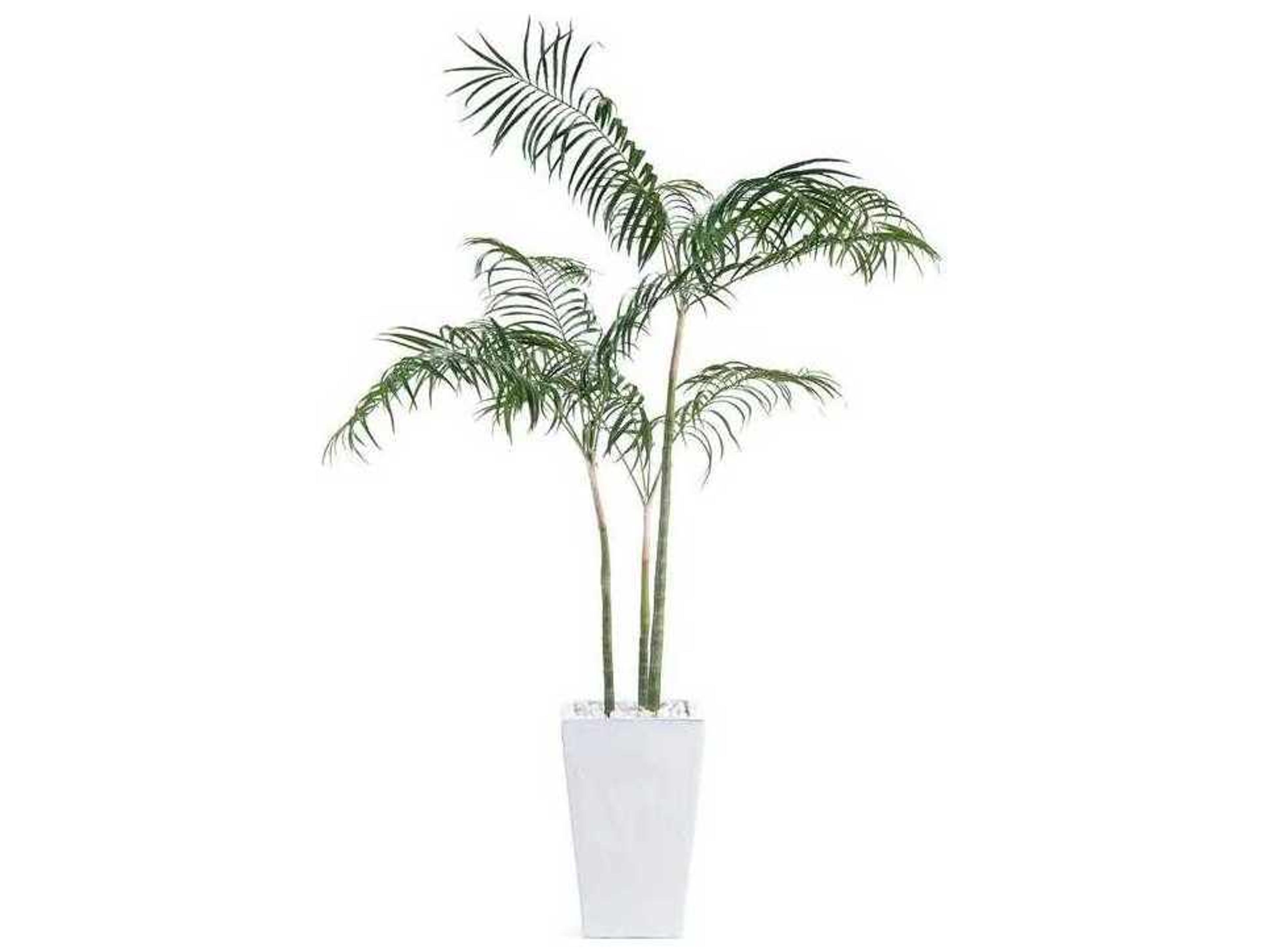 John Richard White Palms