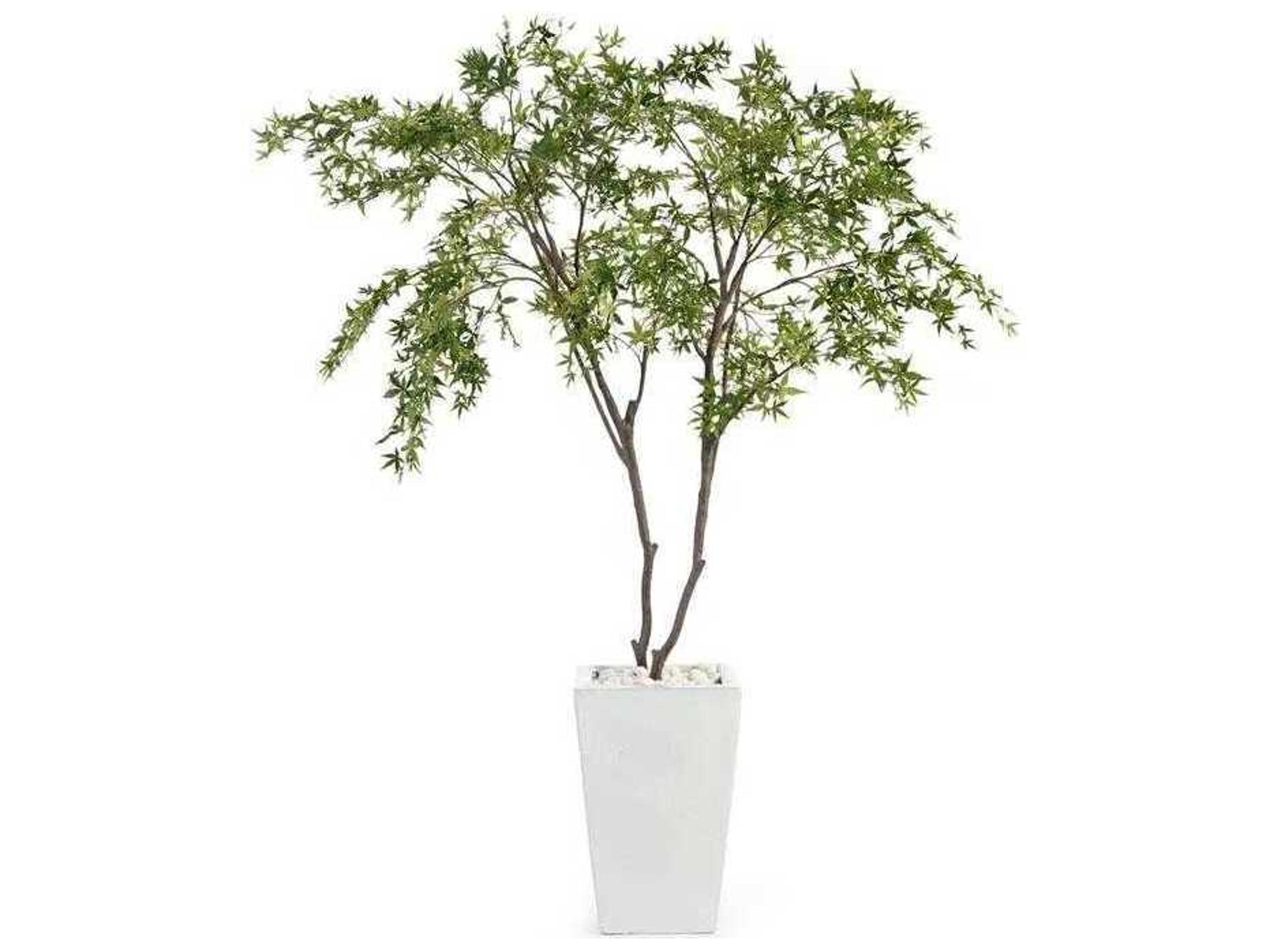 John Richard White Maples