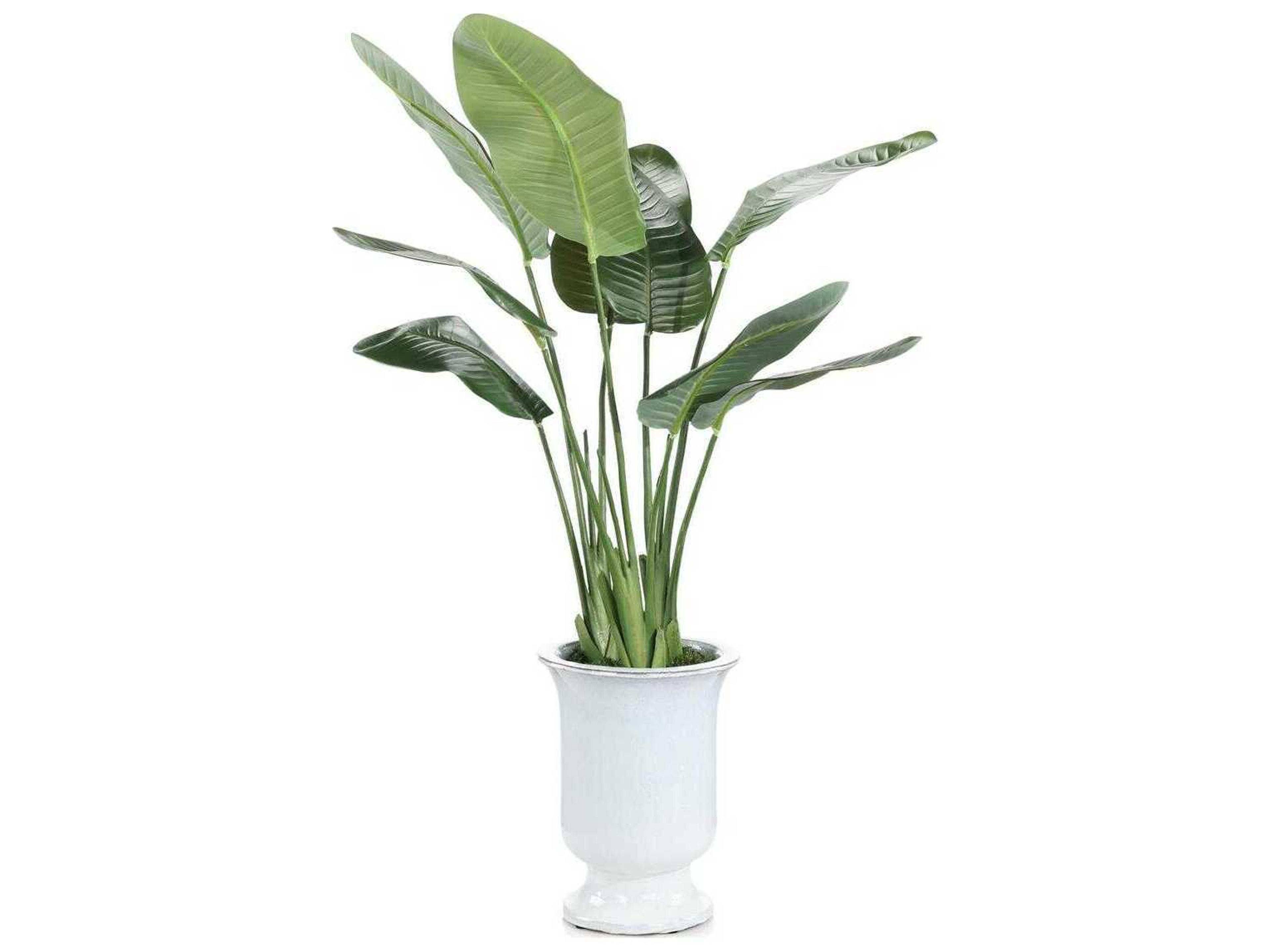 John Richard Island Bird of Paradise Botanical