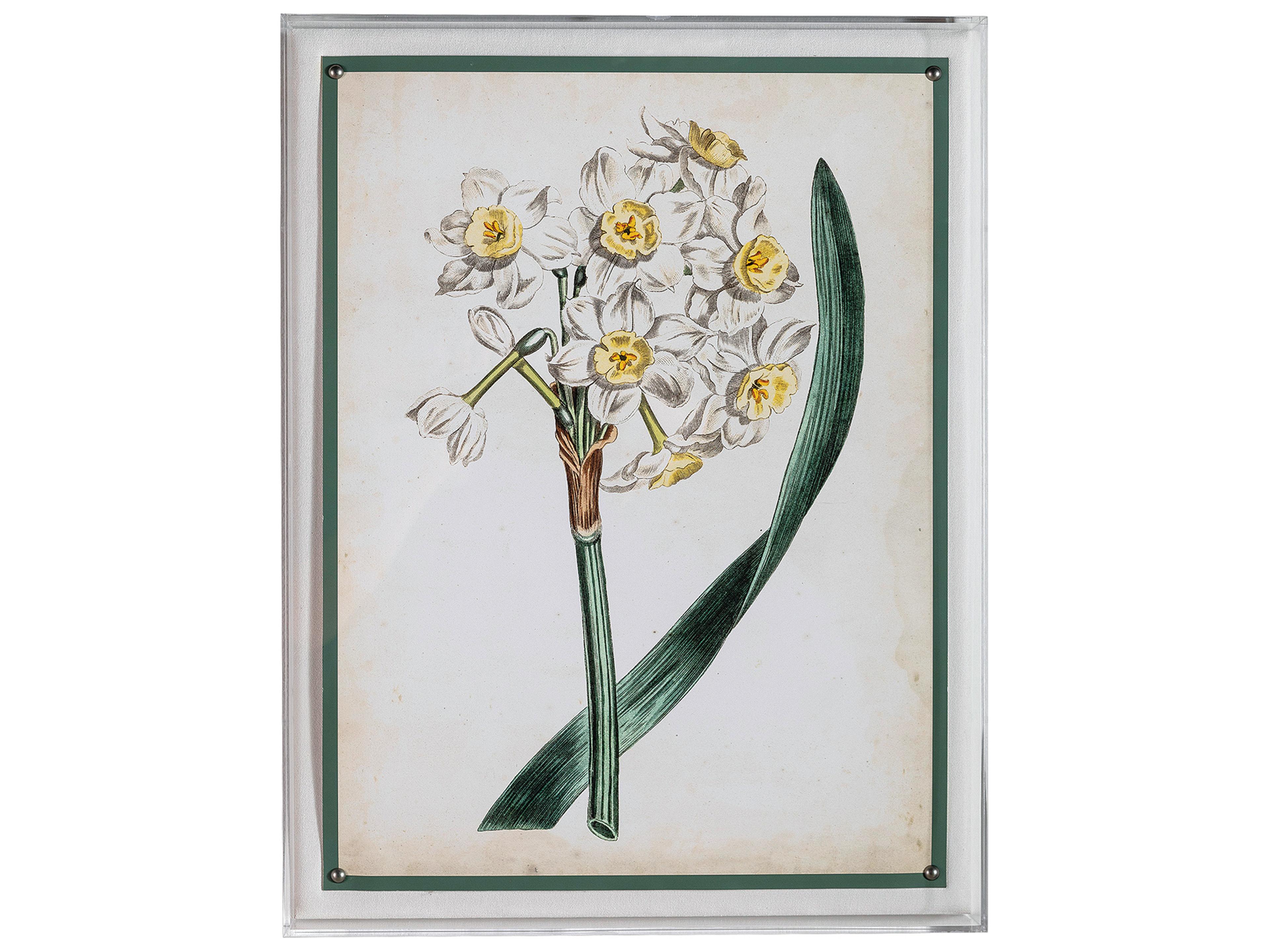 Port 68 Narcissue Iv