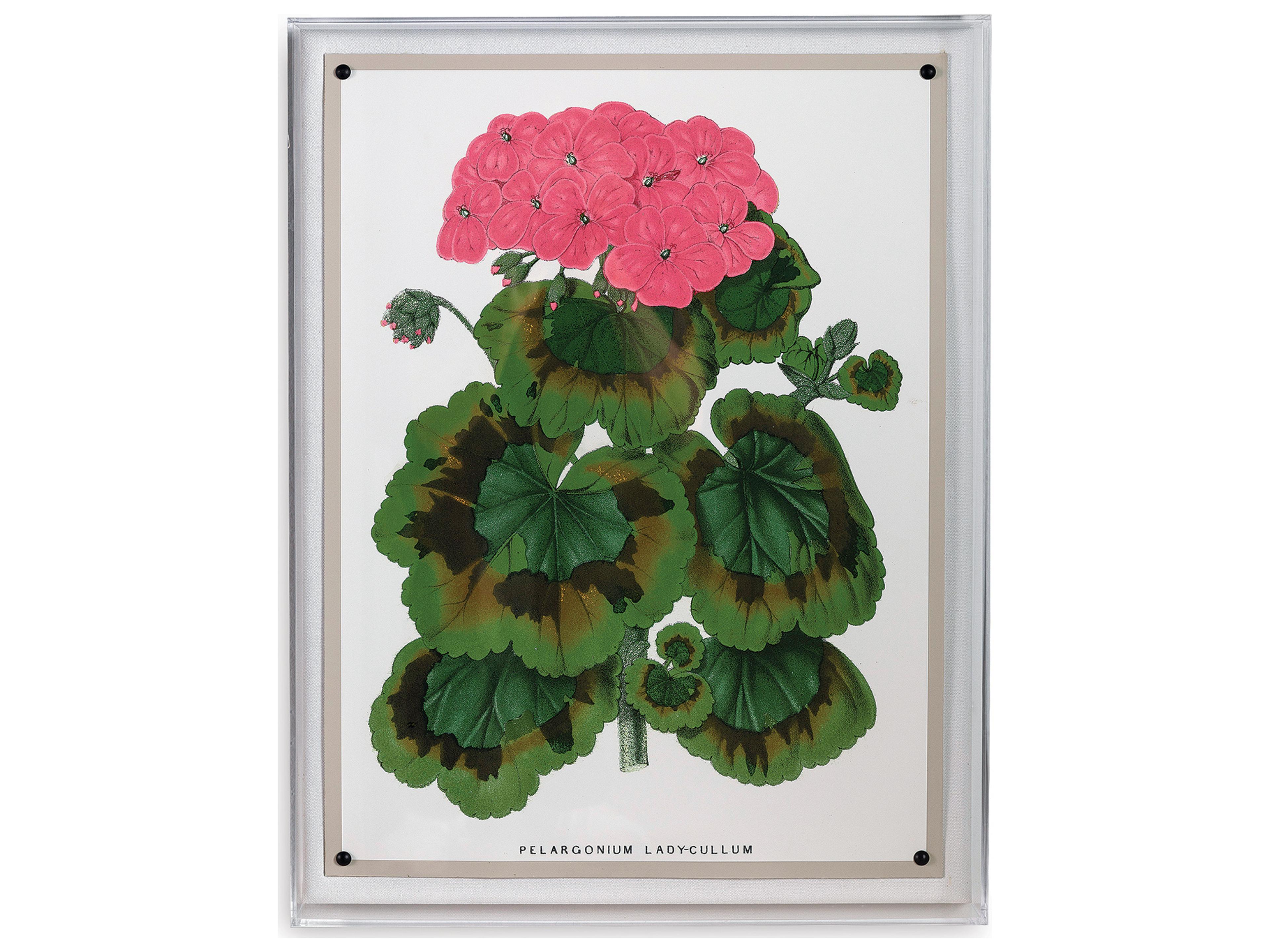 Port 68 Geranium Iii