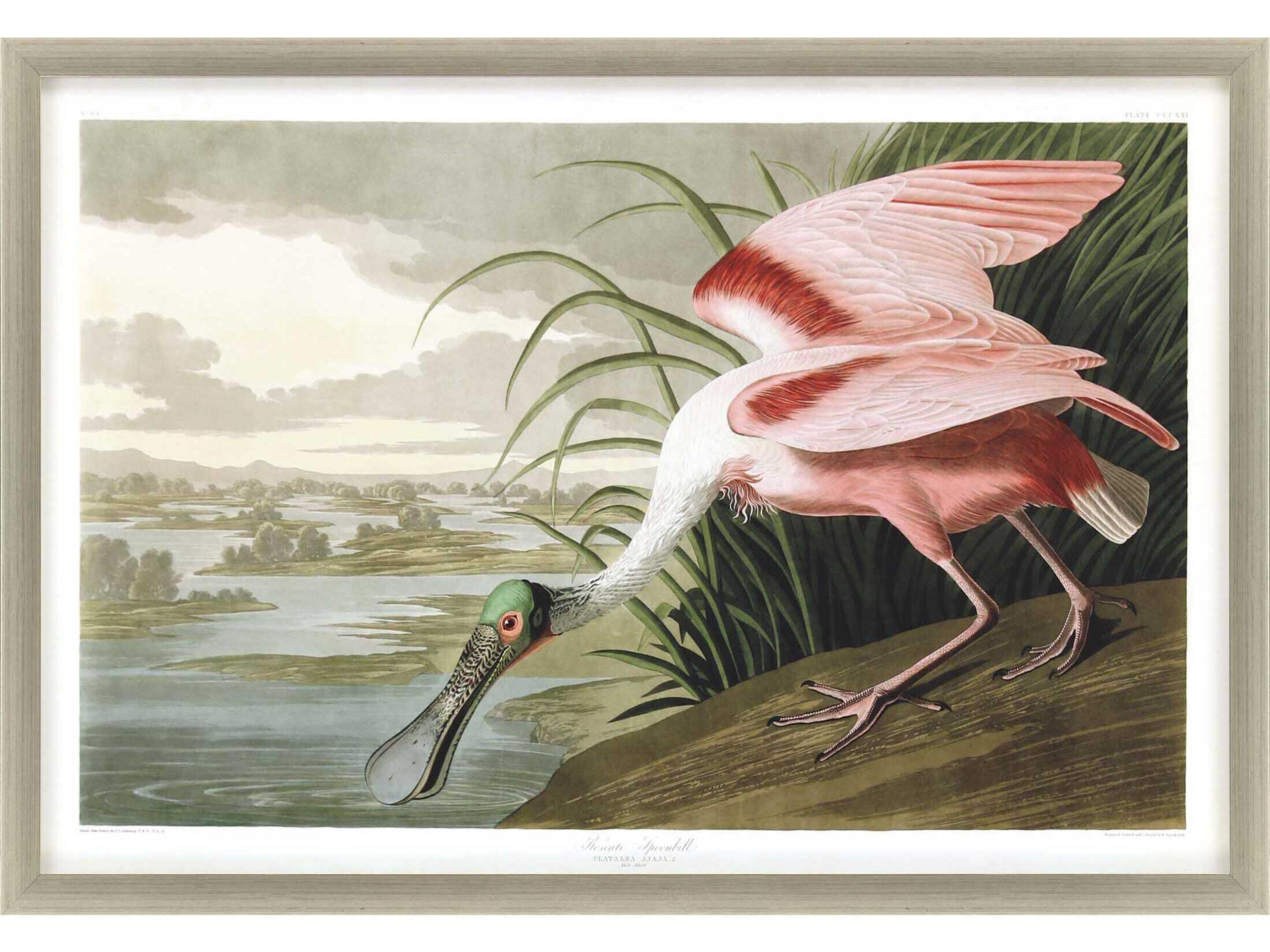 Paragon Animals Roseate Spoonbill Wall Art