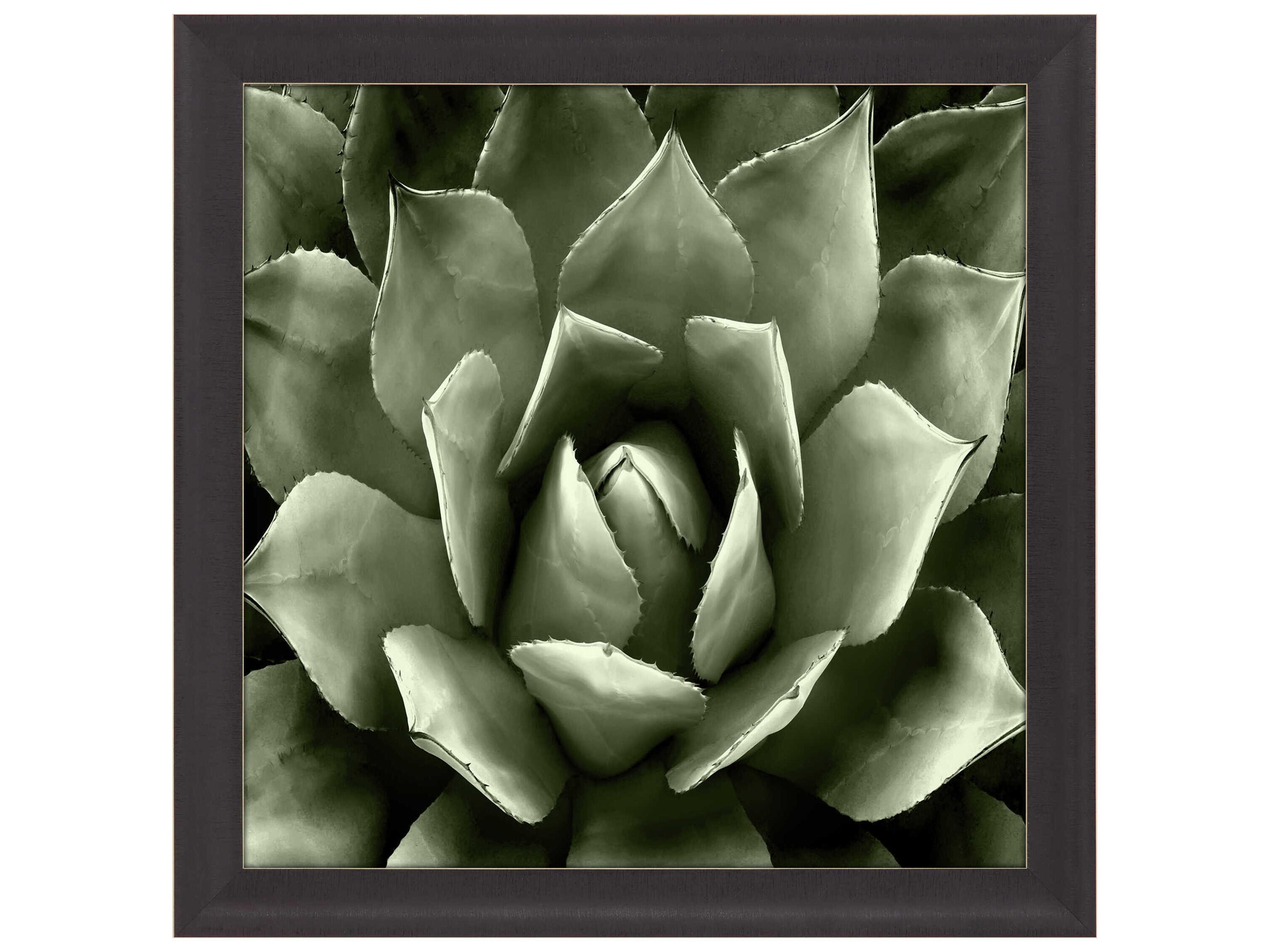 Paragon Florals Green Succulent-II Wall Art