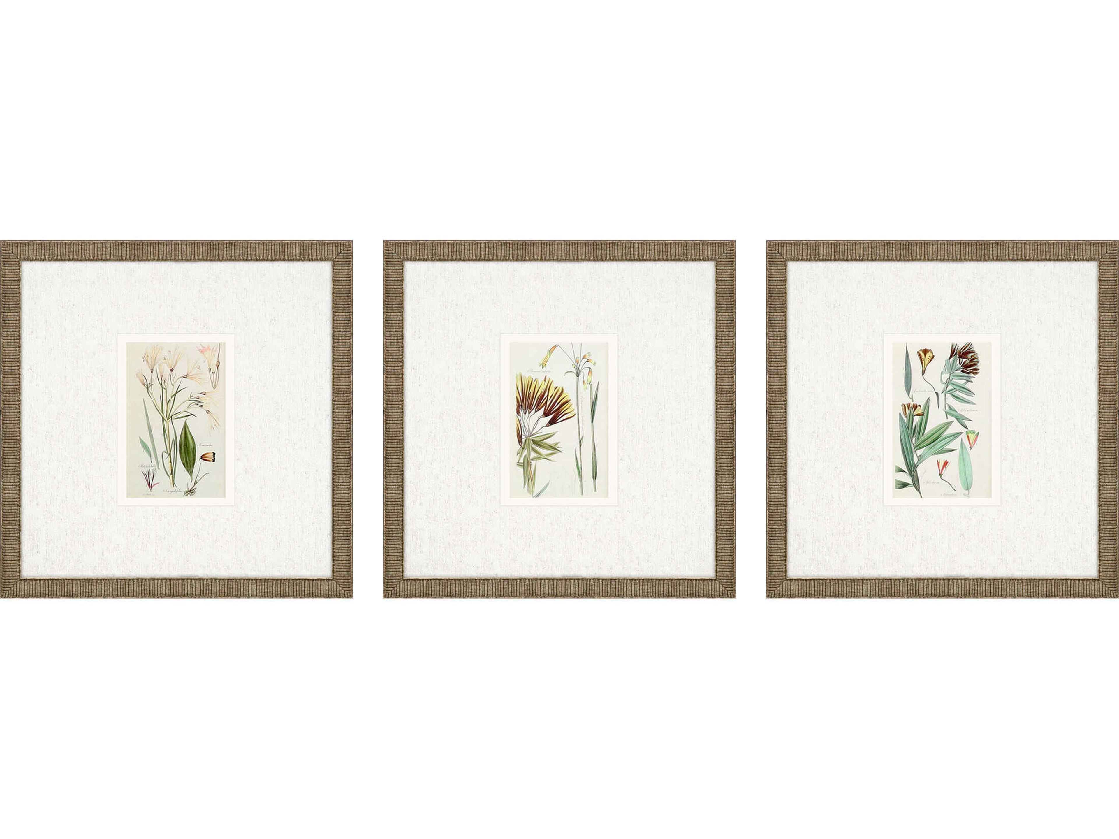 Paragon Florals Antique Botanical-I Wall Art Set of 3