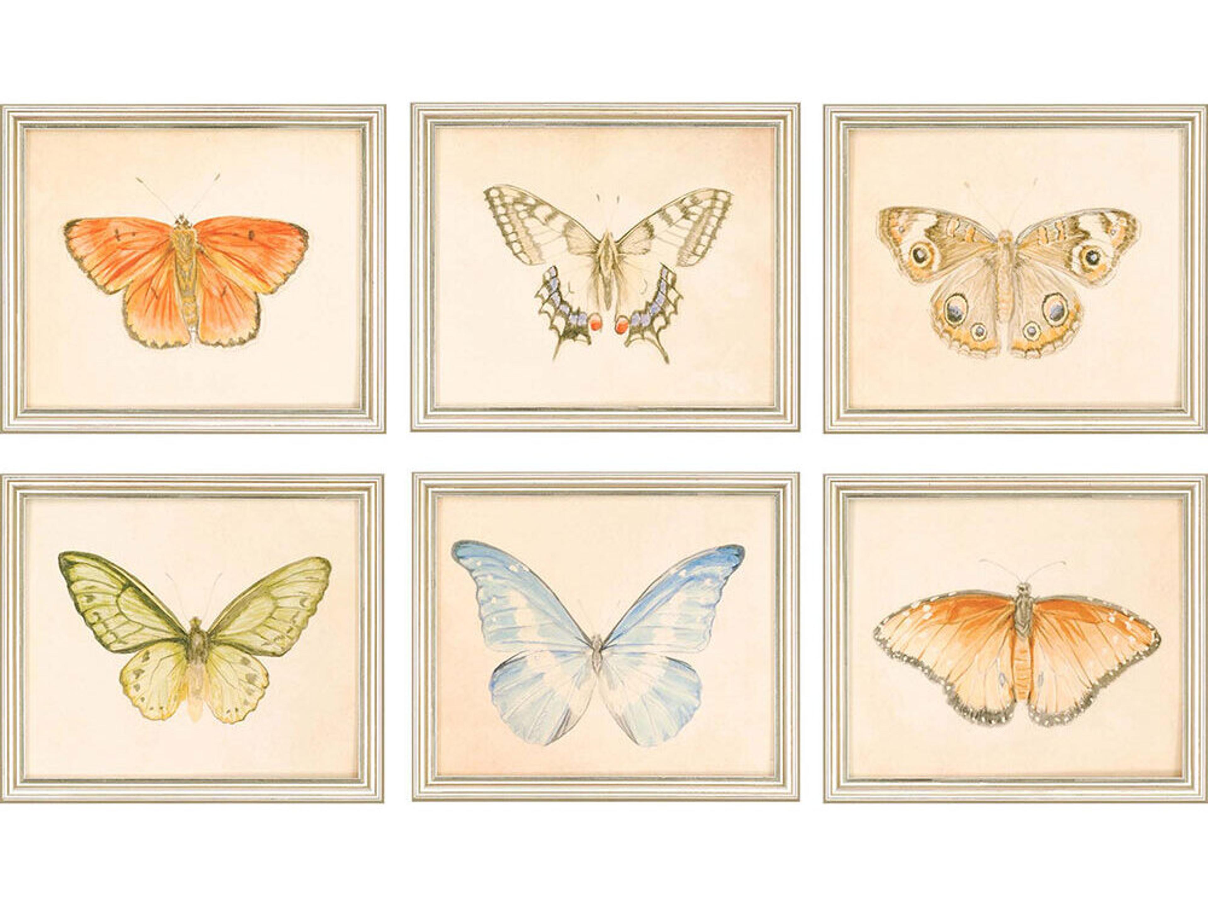 Paragon Animals Butterflies Wall Art Set of 6