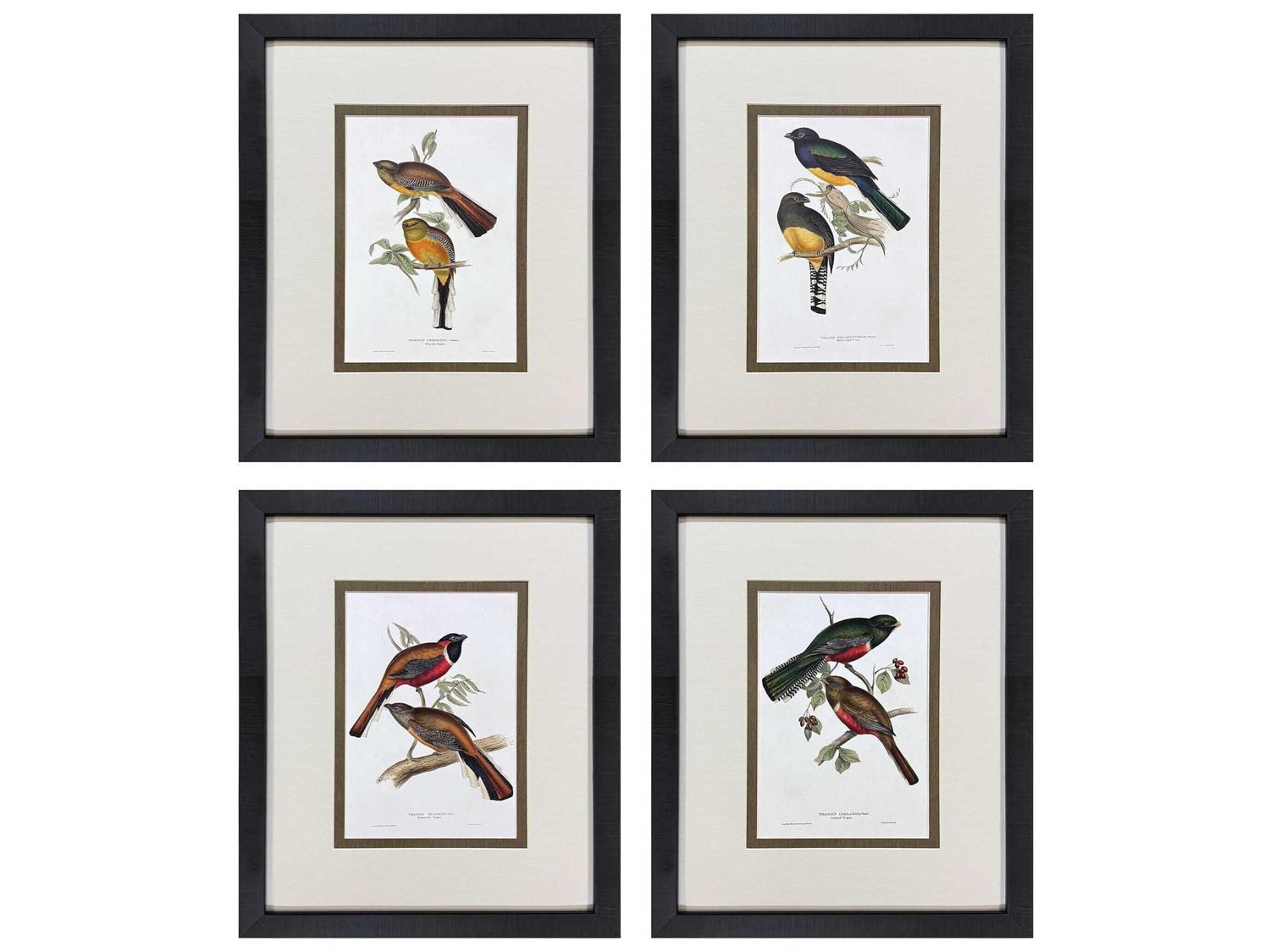 Paragon Animals Elegant Trogons Wall Art Set of 4