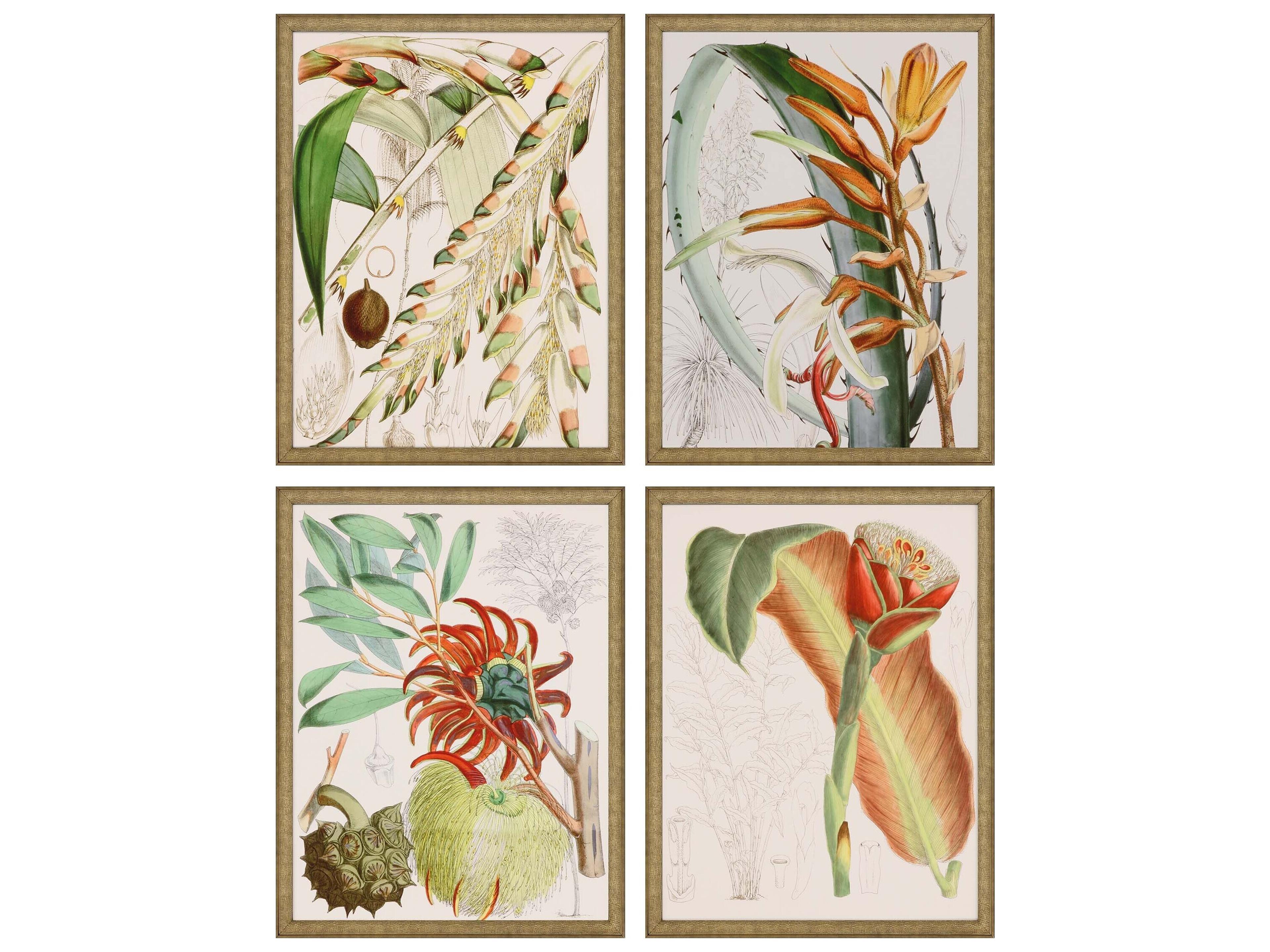 Paragon Florals Tropical Variety Wall Art Set of 4