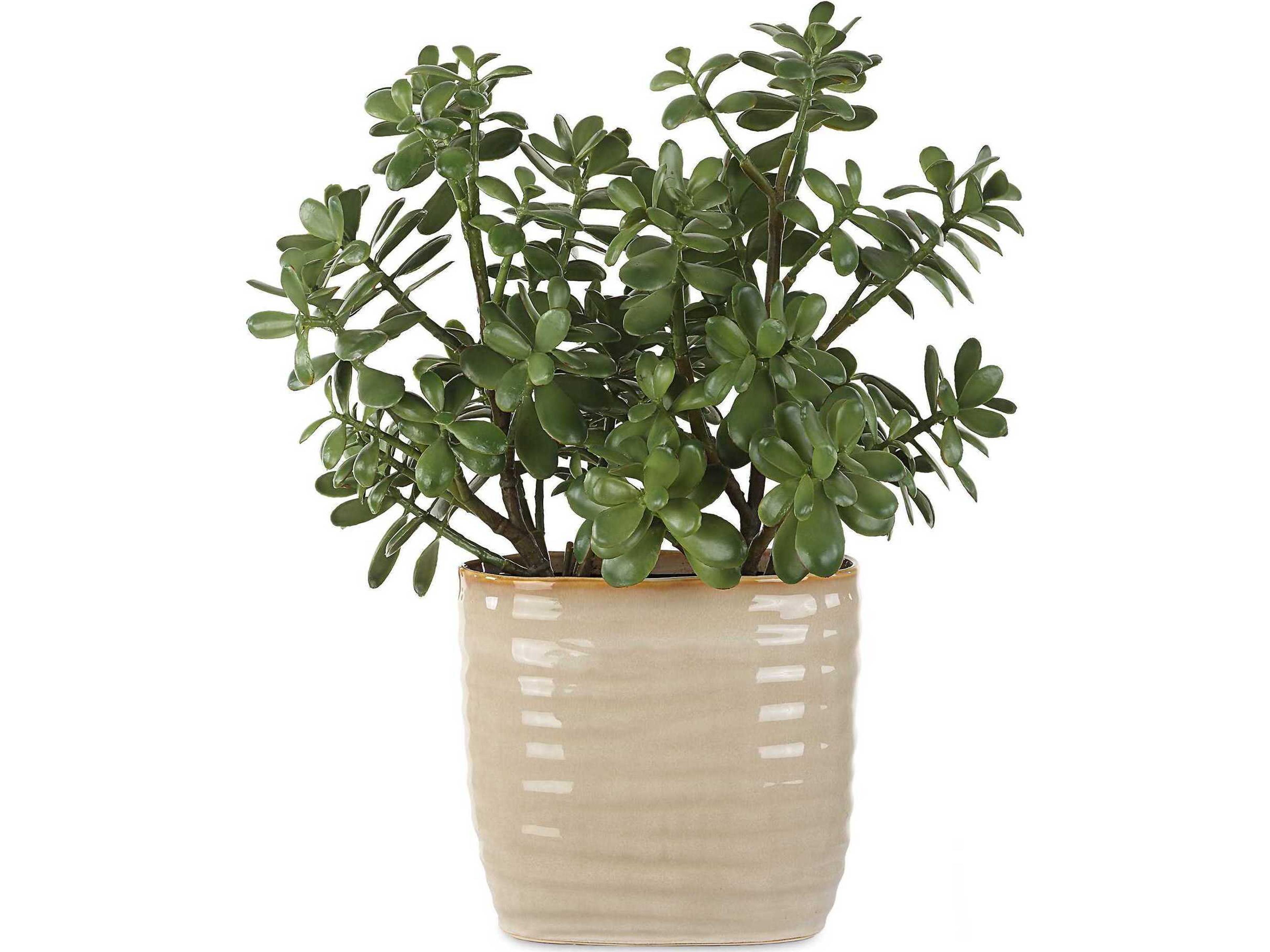 Uttermost Crassula Jade Accent Plant
