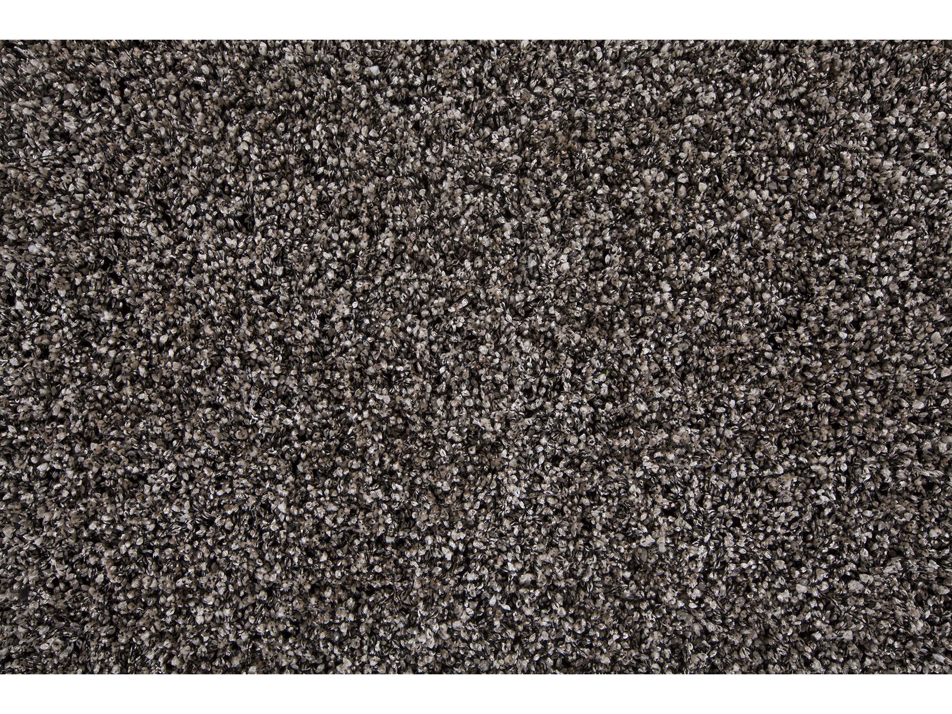 Chandra Blossom Shag Area Rug