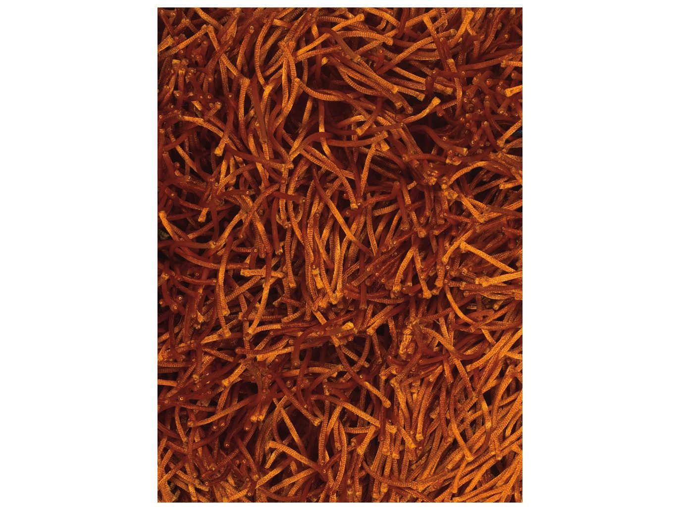 Chandra Duke Shag Area Rug