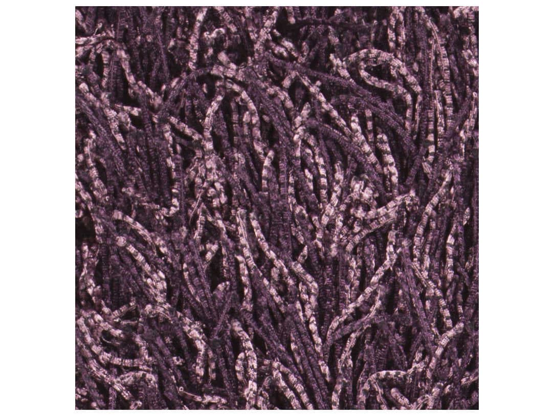 Chandra Tyra Shag Area Rug