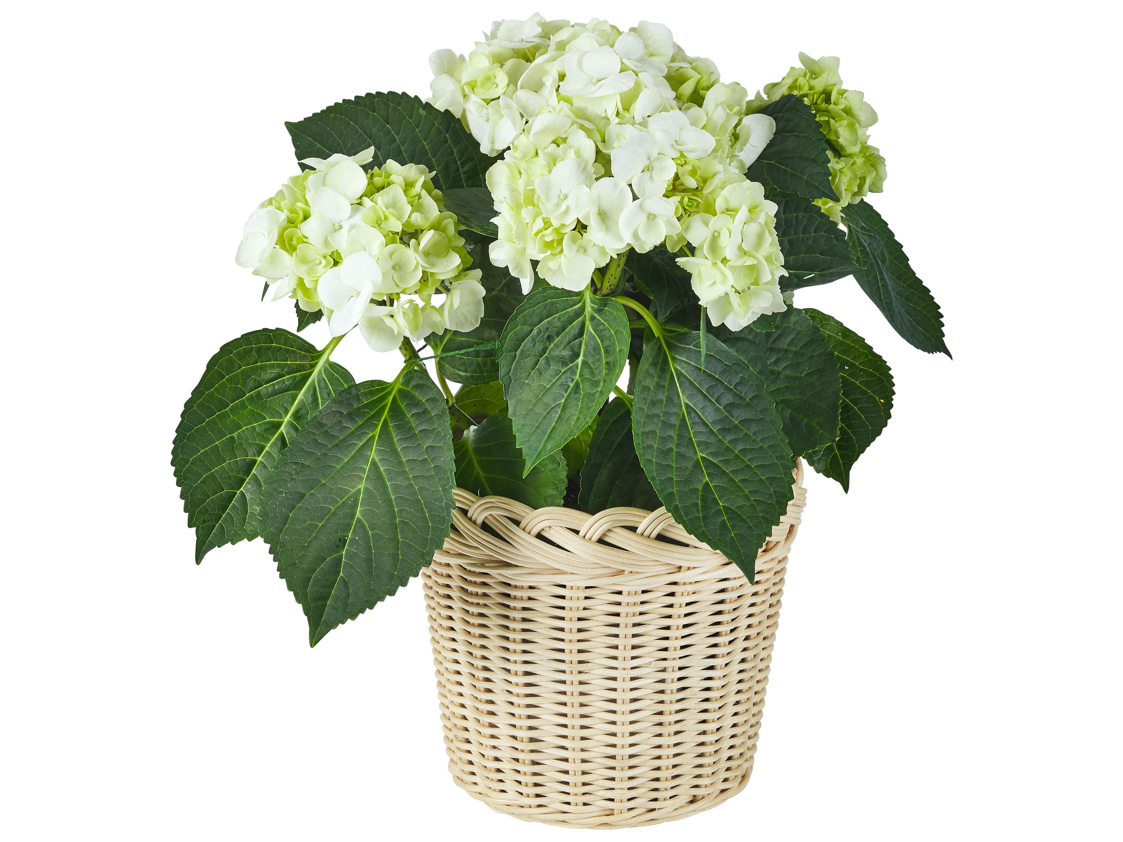 Chelsea House Amanda Lindroth Natural Vase