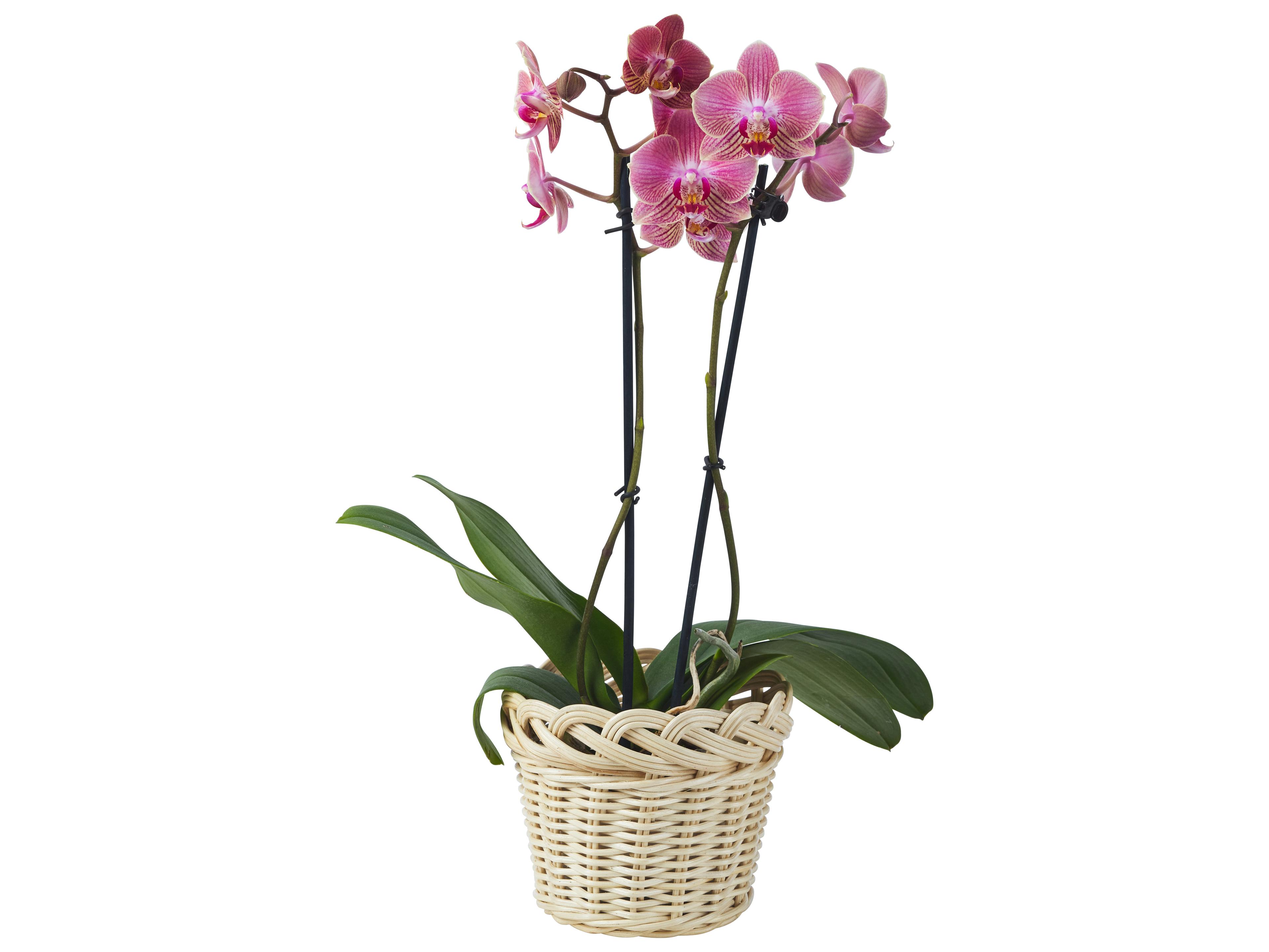 Chelsea House Amanda Lindroth Natural Vase