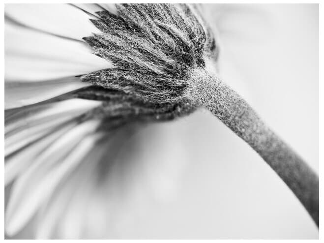 Daleno Trenton Place II Wall Art