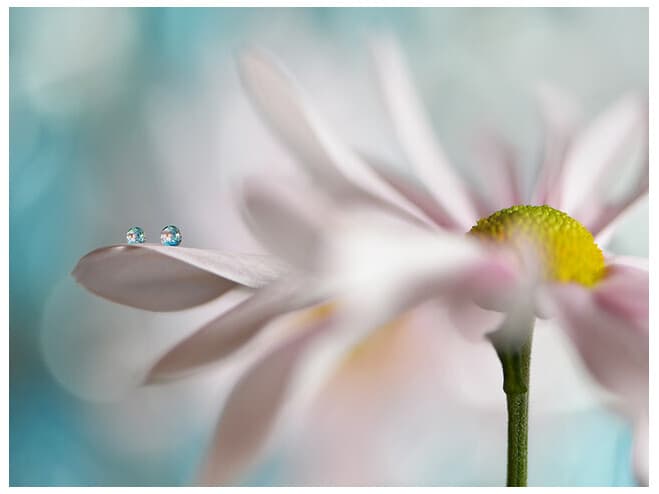 Daleno Pink Daisy Duo I Wall Art