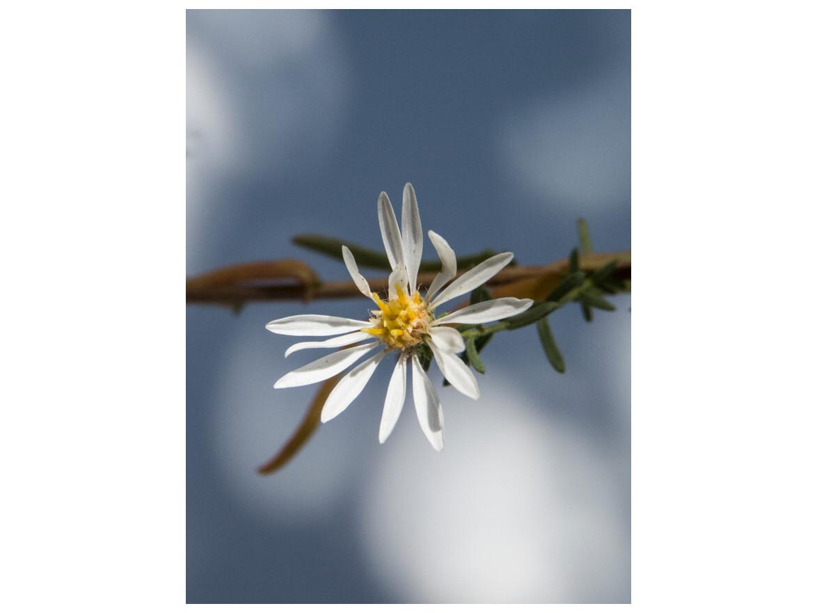 Daleno Transparent Foliage IV Wall Art