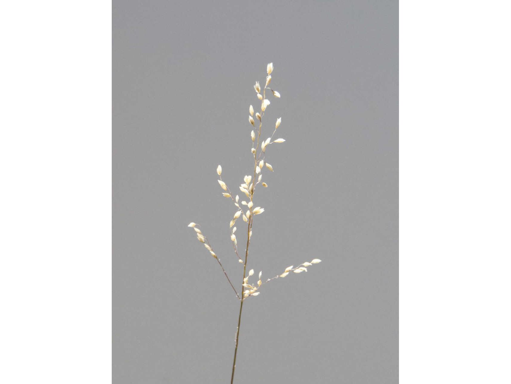 Daleno Poised Petals III Wall Art