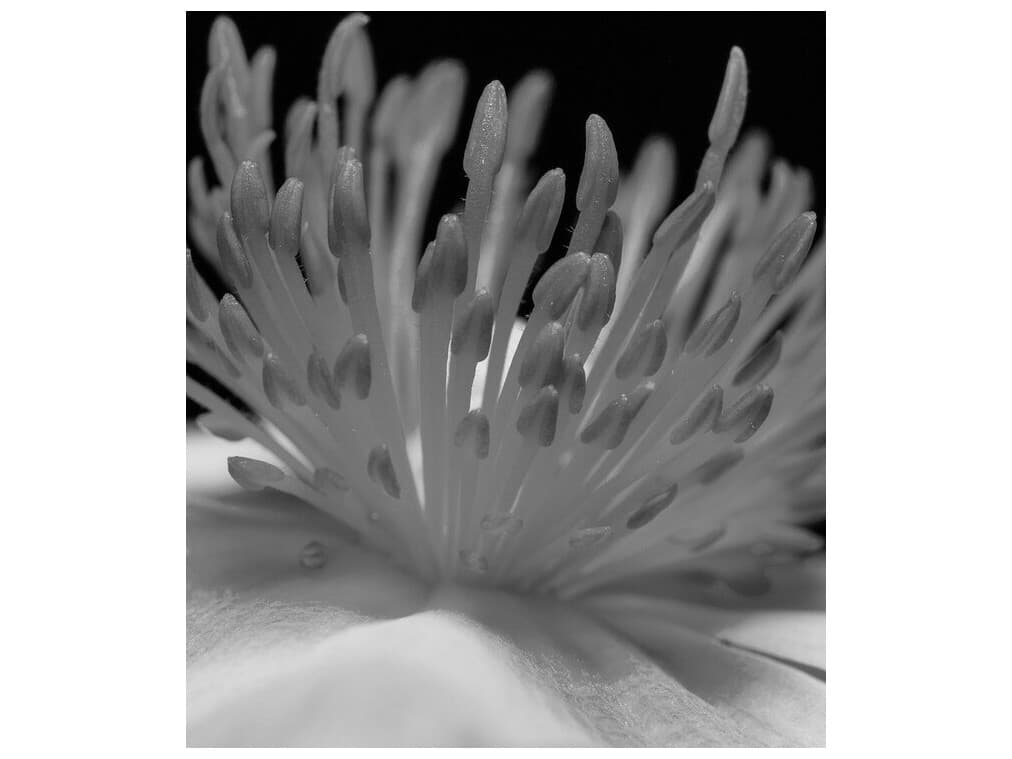 Daleno Spectacle Wall Art