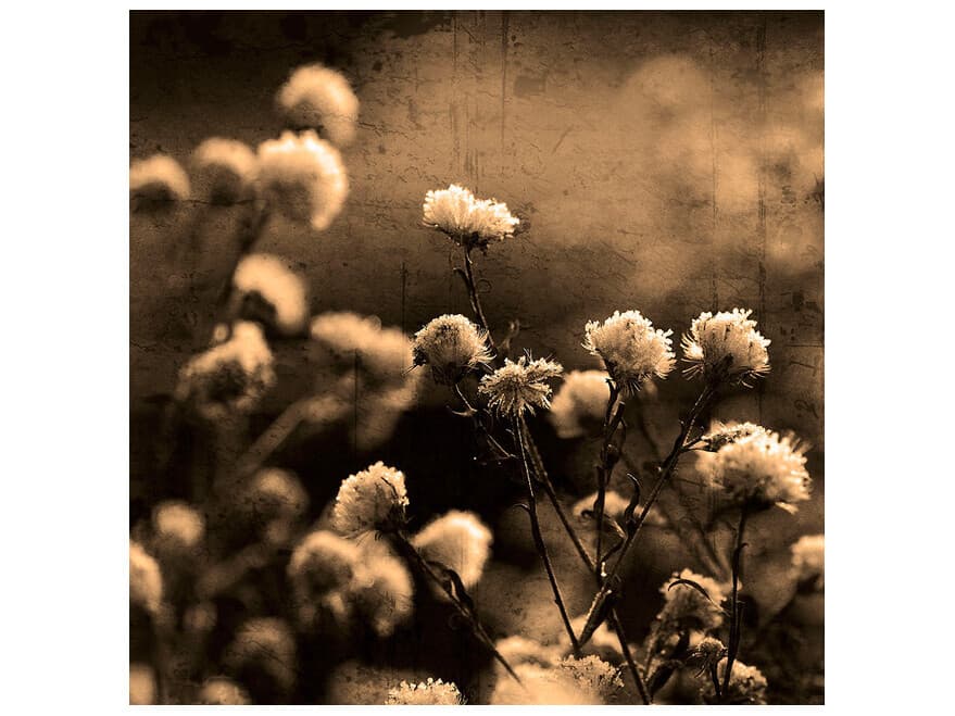 Daleno Warm Gardens Wall Art