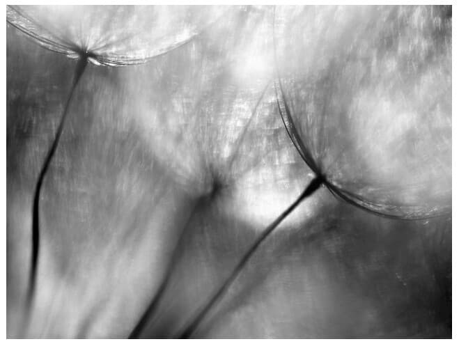 Daleno Meadow Marvel Wall Art