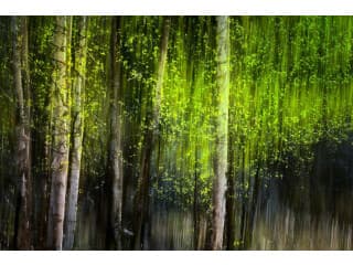 Daleno Lush Cover II Wall Art