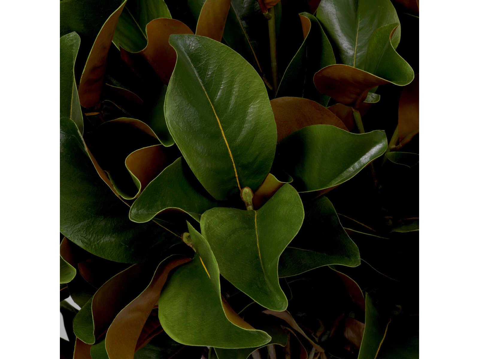 Eichholtz Magnolia Of Leaves Pcs Bundle