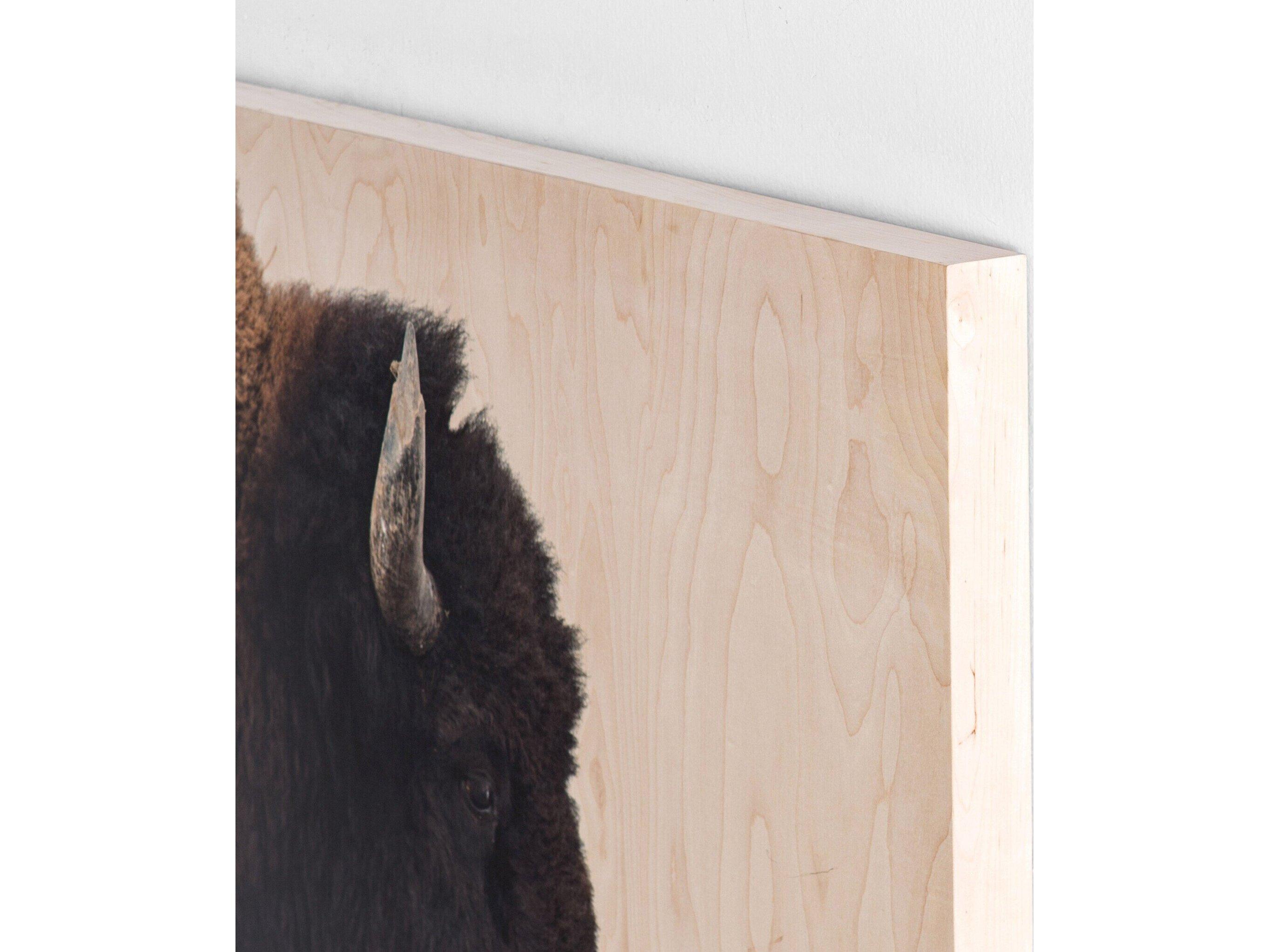 Four Hands Art Studio American Bison by Getty Images Maple Box  Canvas Wall Art