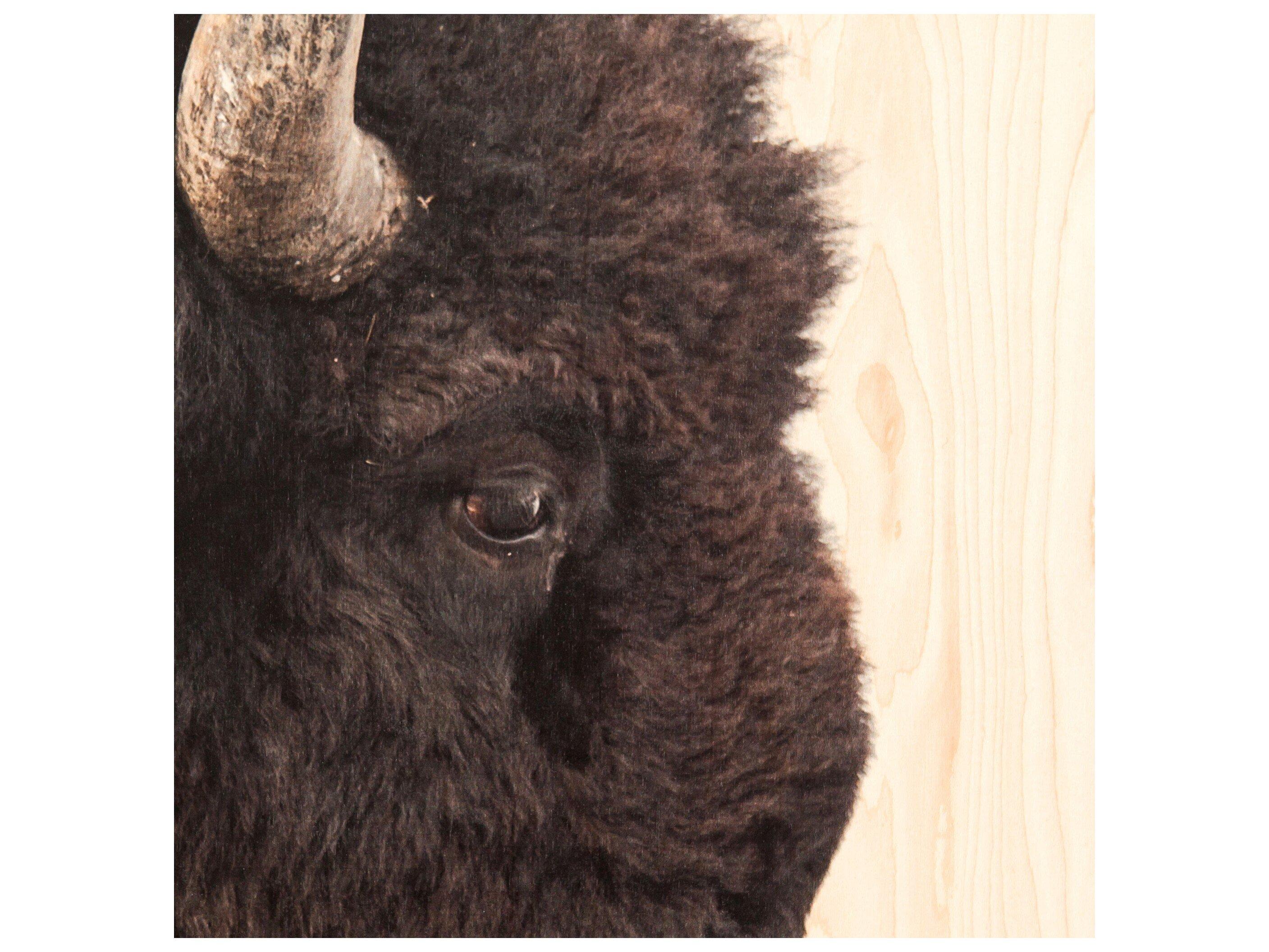 Four Hands Art Studio American Bison by Getty Images Maple Box  Canvas Wall Art