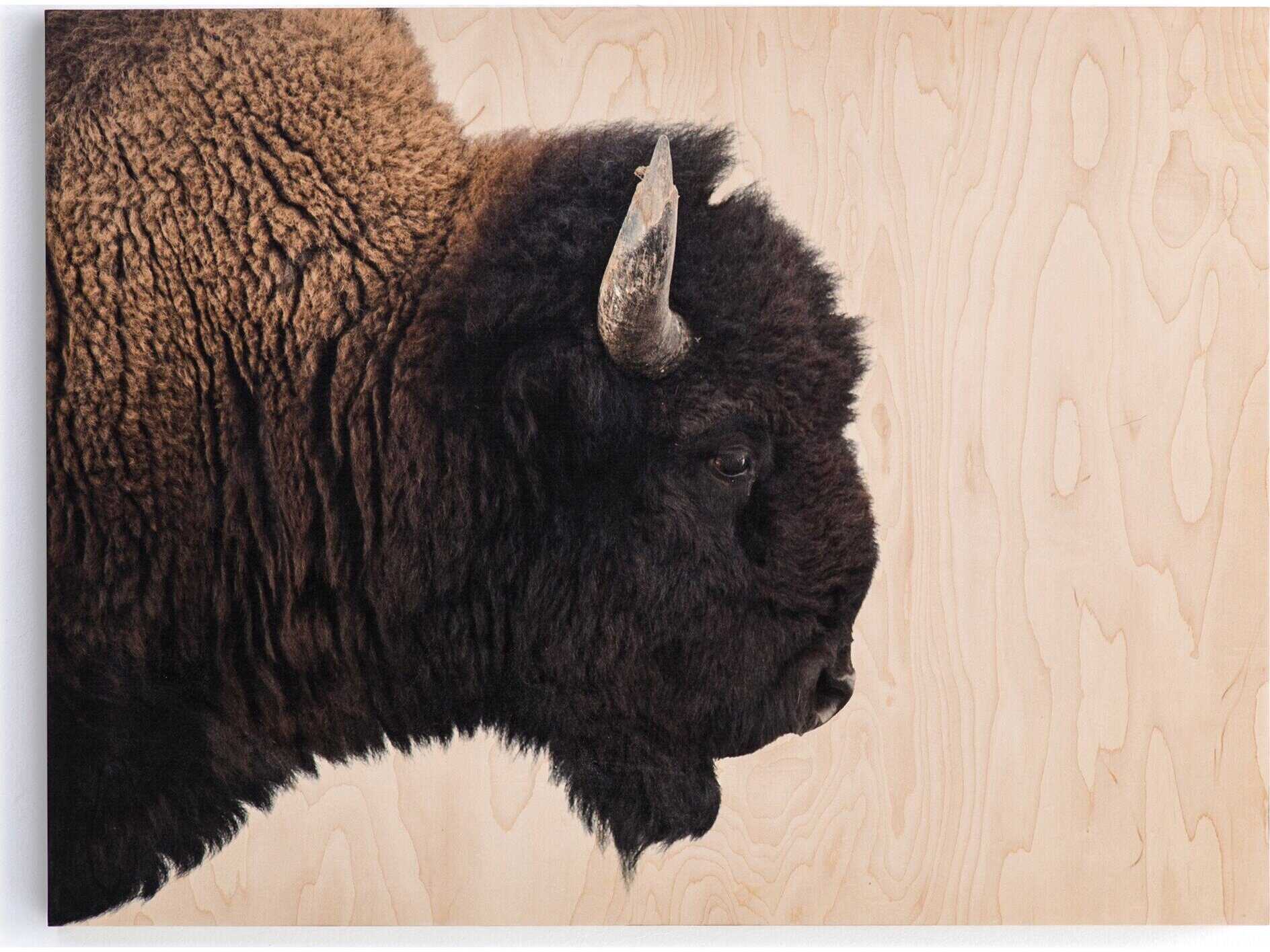 Four Hands Art Studio American Bison by Getty Images Maple Box  Canvas Wall Art
