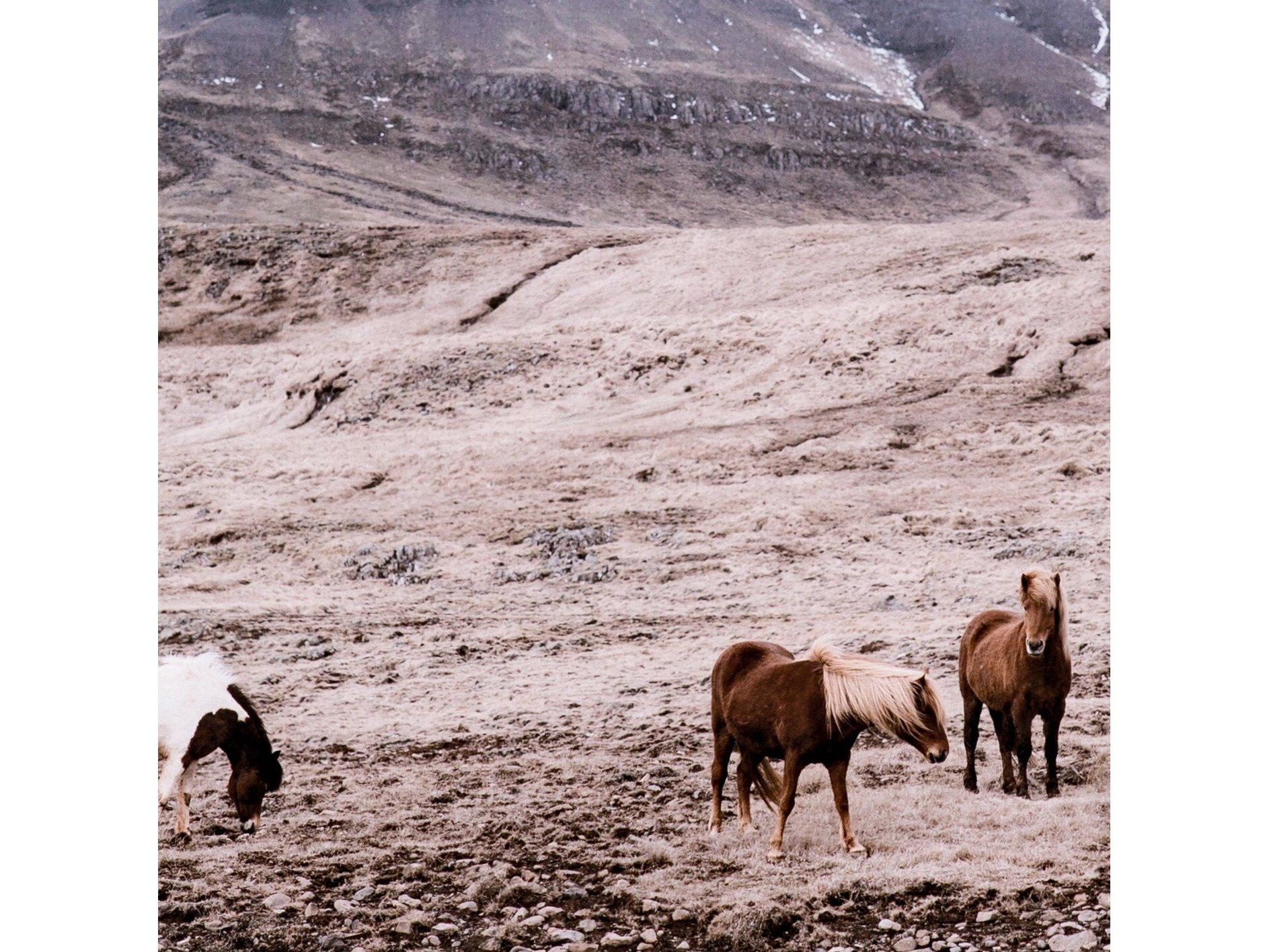 Four Hands Art Studio Wild Horses Walnut  Canvas Wall Art